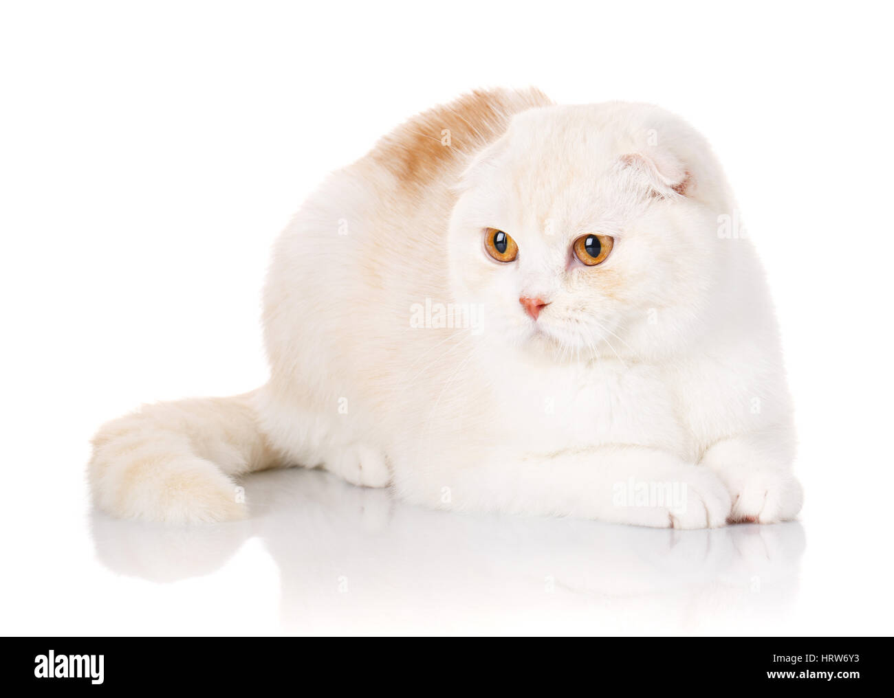 Big British Shorthair cat ritratto su sfondo bianco Foto Stock