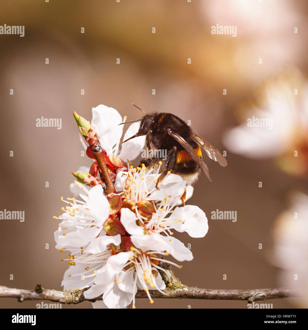 Bumblebee su un fiore di susina bianca fiorisce in primavera Foto Stock