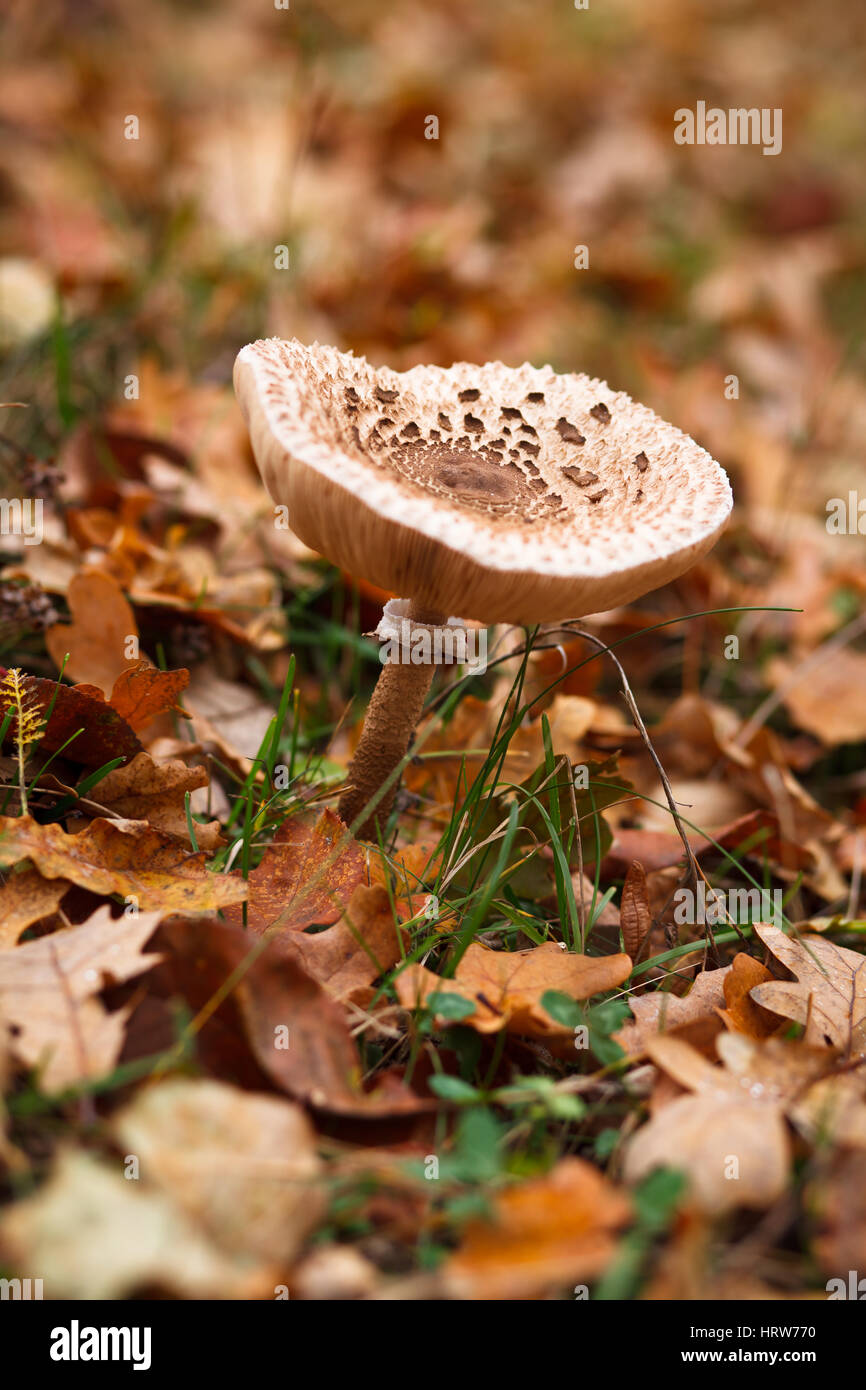 Coltivazione di funghi di bosco, la terra è coperta a secco con foglie di giallo Foto Stock