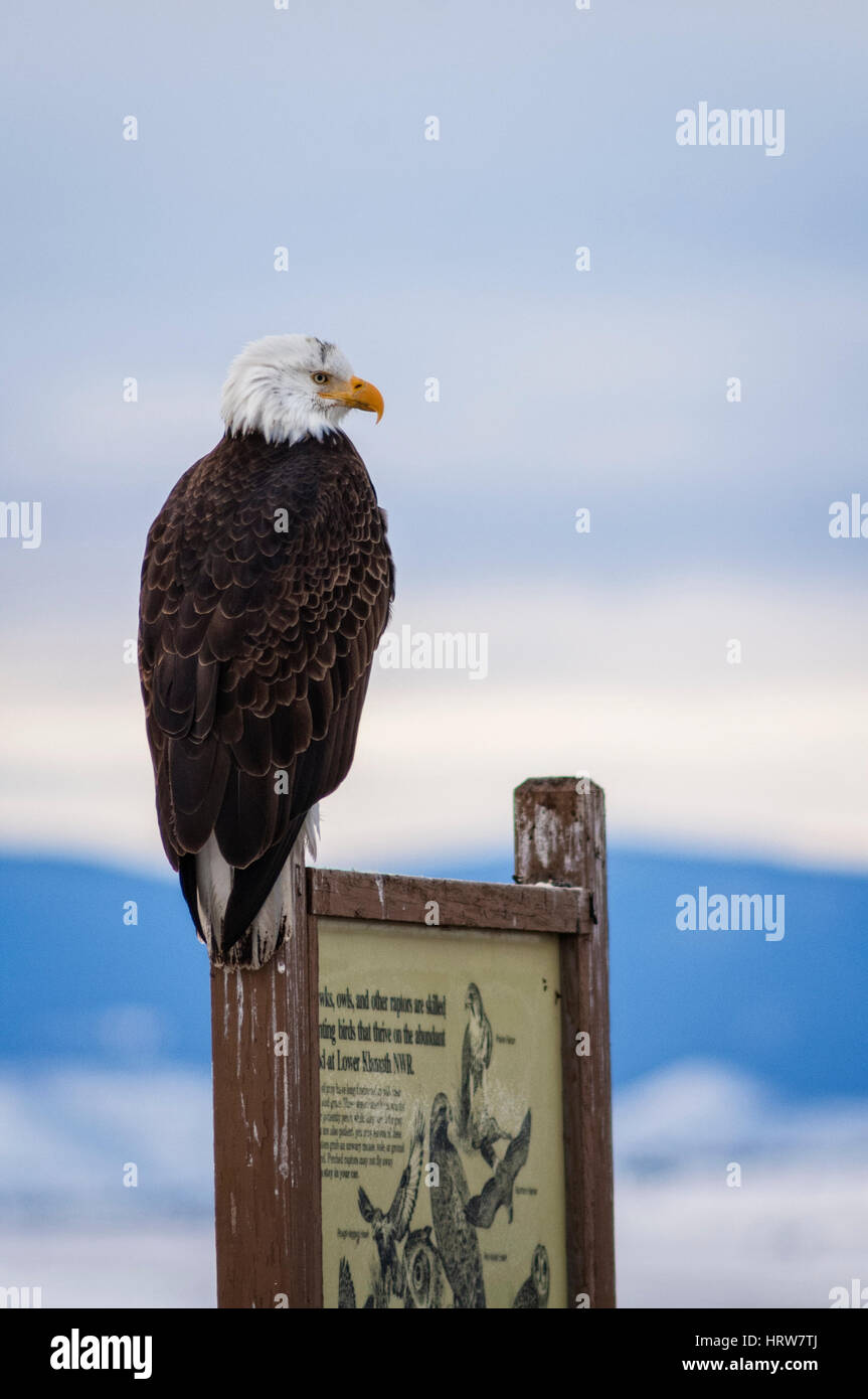 Aquila calva appollaiato su un segno interpretativa sull'auto giro percorso nella bassa di Klamath National Wildlife Refuge sul confine Oregon-California. Foto Stock