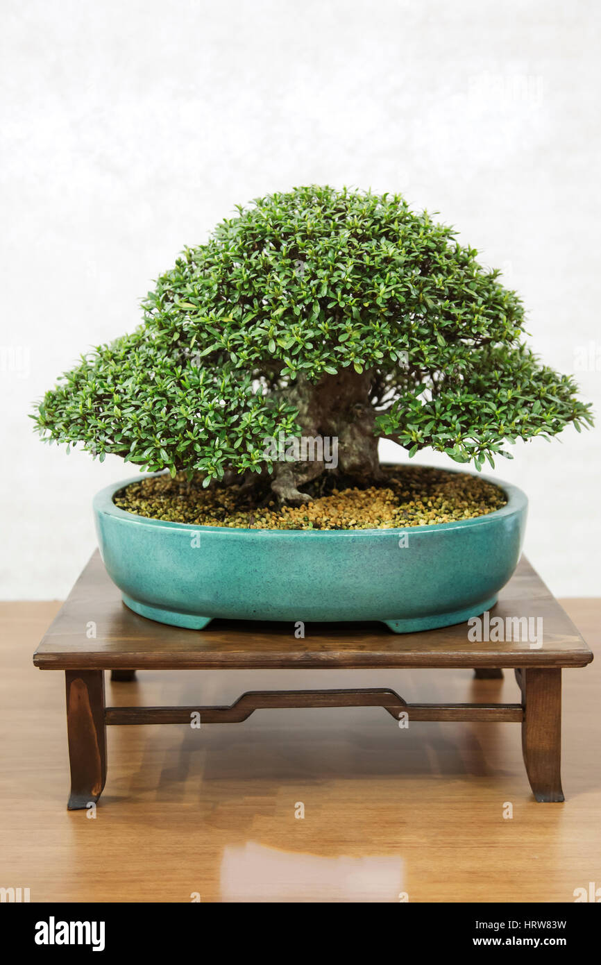 Albero di bonsai, azalea Foto Stock