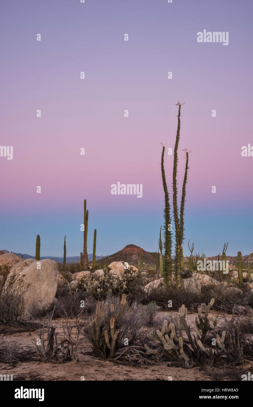 Alberi Boojum (Cirio), Cholla e cardon cactus; Valle de los Cirios, Catavina Desert, Baja California, Messico. Foto Stock