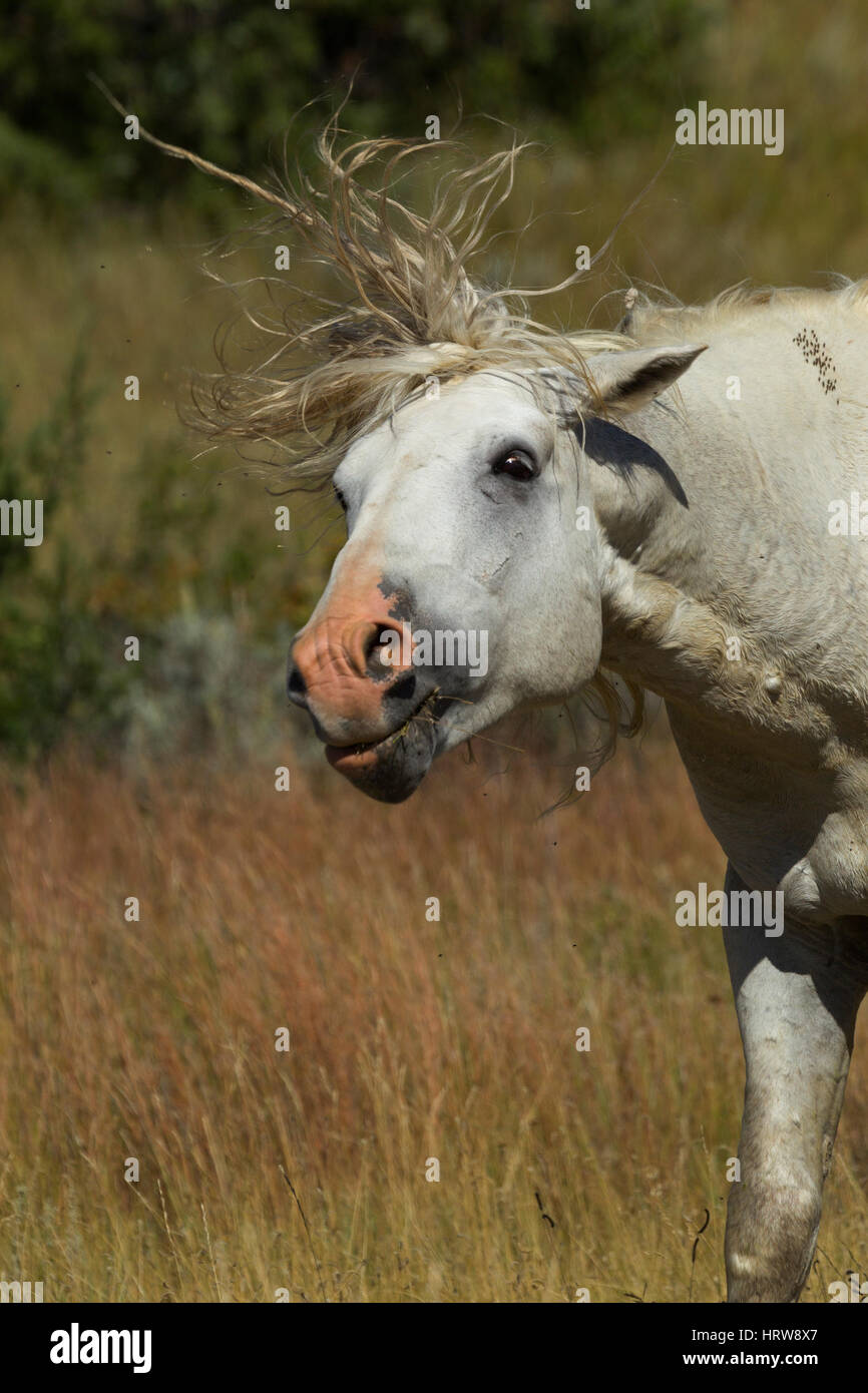 Wild Horse (Equus feral) agitando, Parco nazionale Theodore Roosevelt, ND, STATI UNITI D'AMERICA Foto Stock