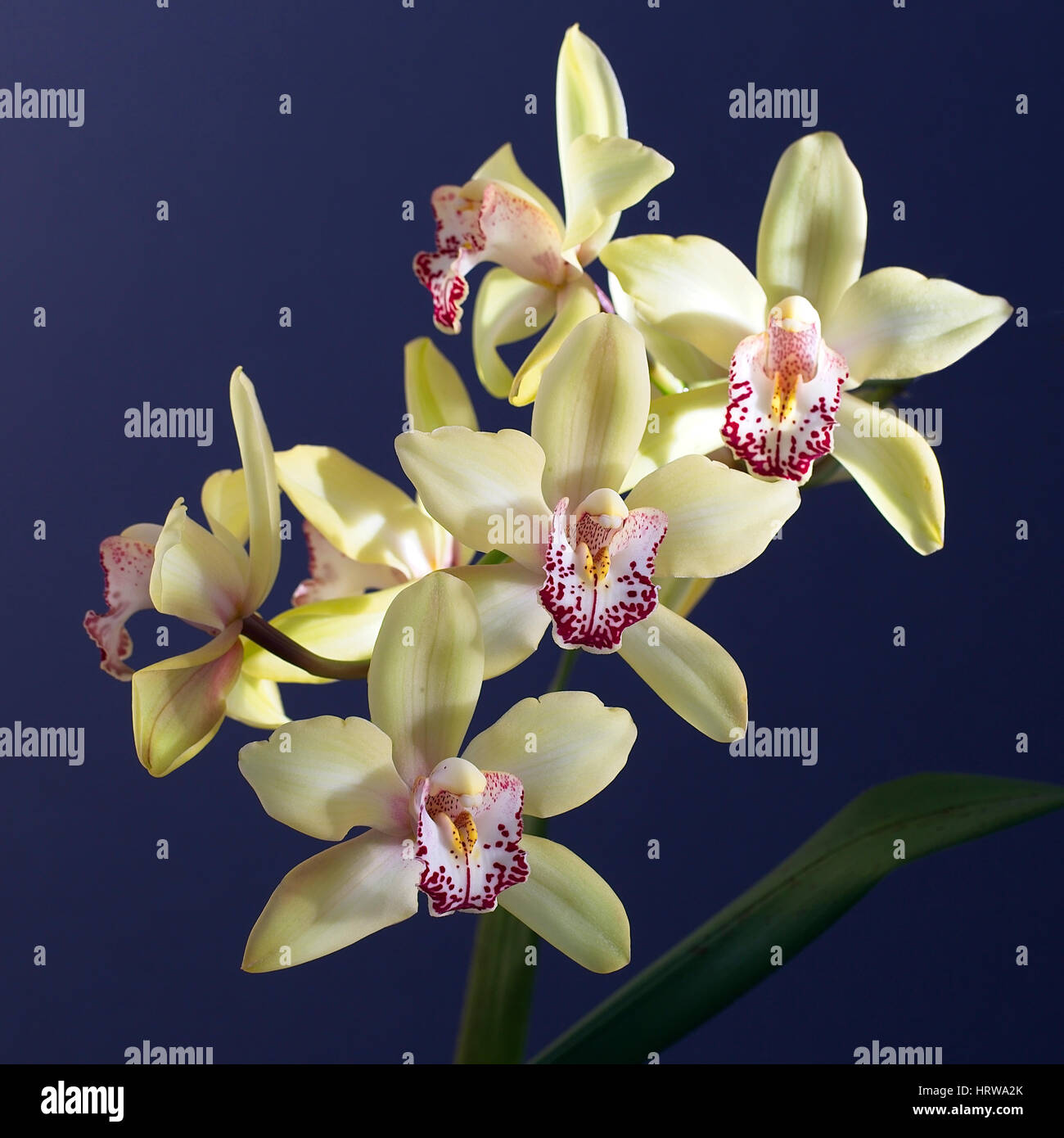 Cymbidium o barca fiori di orchidea, Cornwall, Inghilterra, Regno Unito. Foto Stock