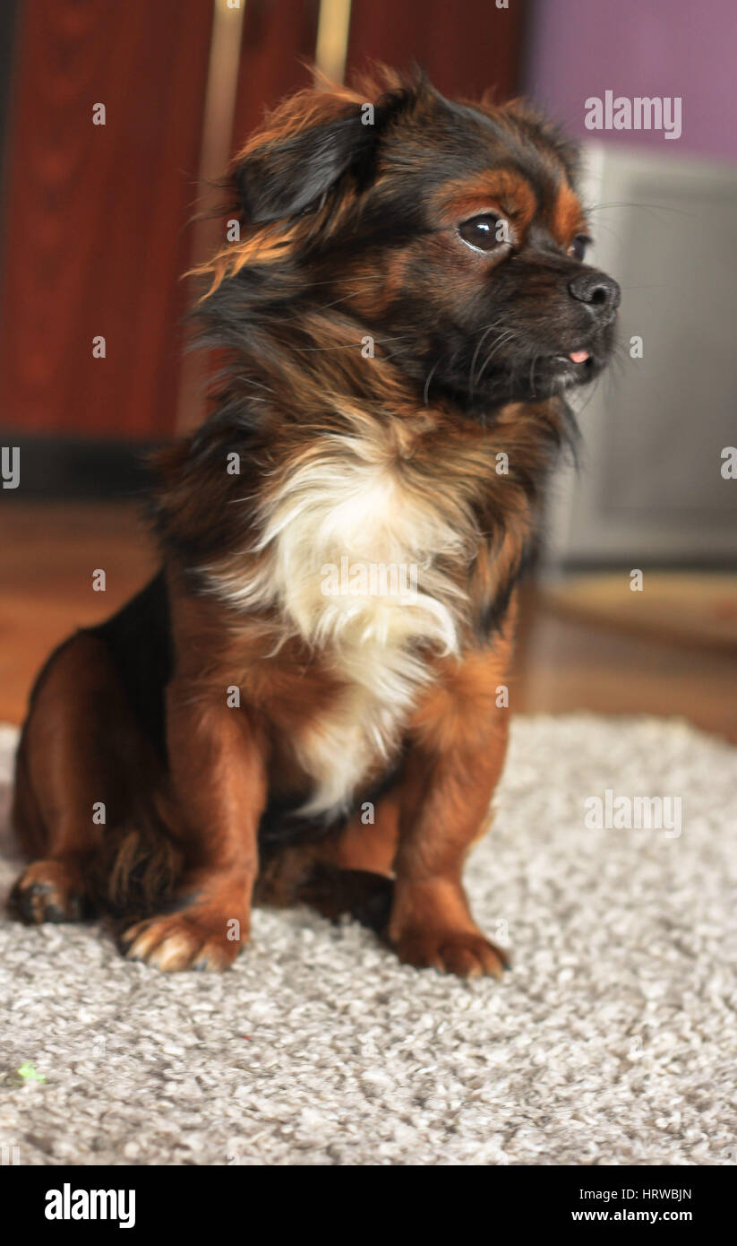 Pekingese dog in attesa di un trattamento con un adorabile pongono Foto Stock