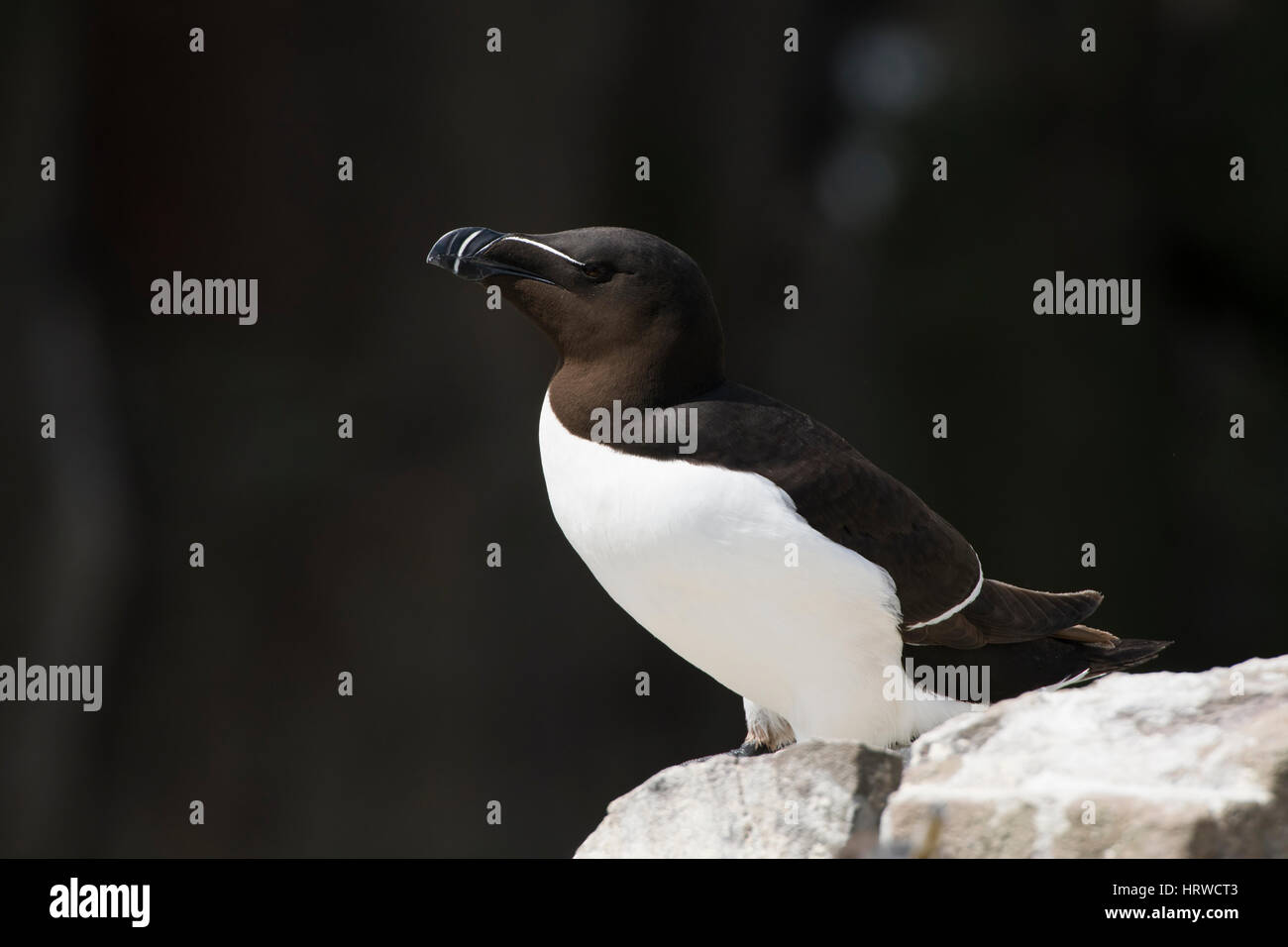 Un adulto Razorbill (Alca torda) appoggiato sulle rocce della colonia di allevamento, farne Isles, Northumberland, Regno Unito Foto Stock