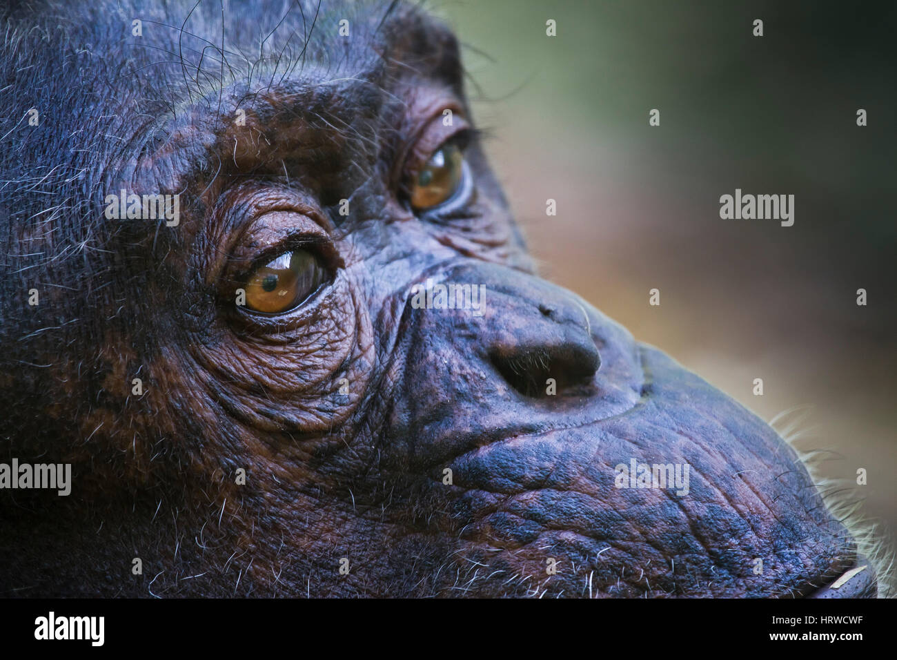 Scimpanzé comune (Pan troglodytes) Foto Stock