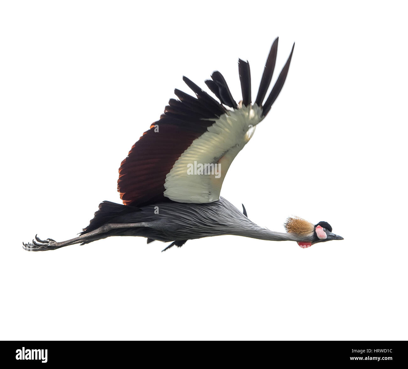 Un bellissimo uccello Crowned Crane. Foto Stock