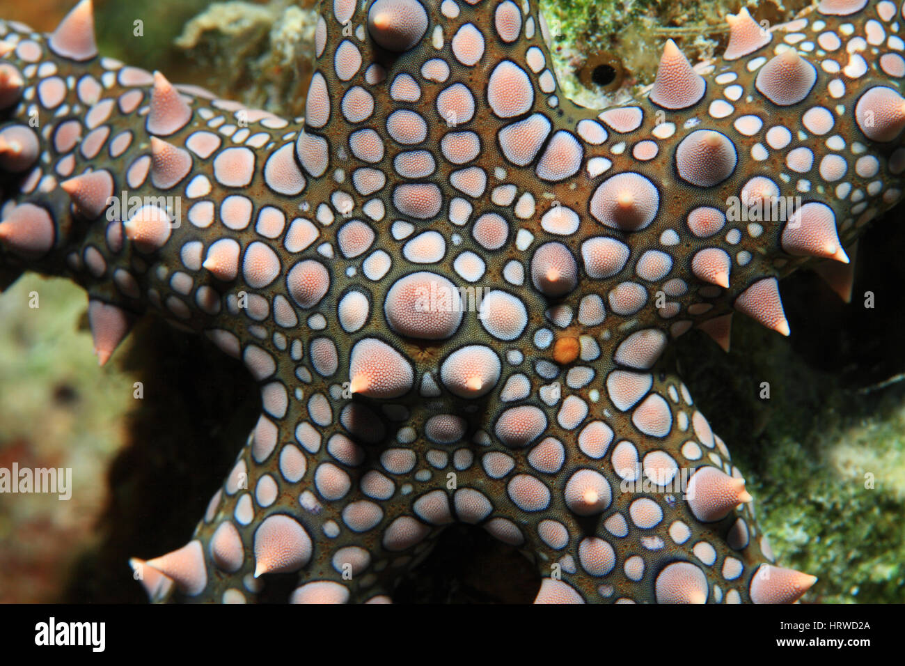 Egiziano stella di mare (Gomophia egyptiaca) subacquea nella barriera corallina del Mar Rosso Foto Stock