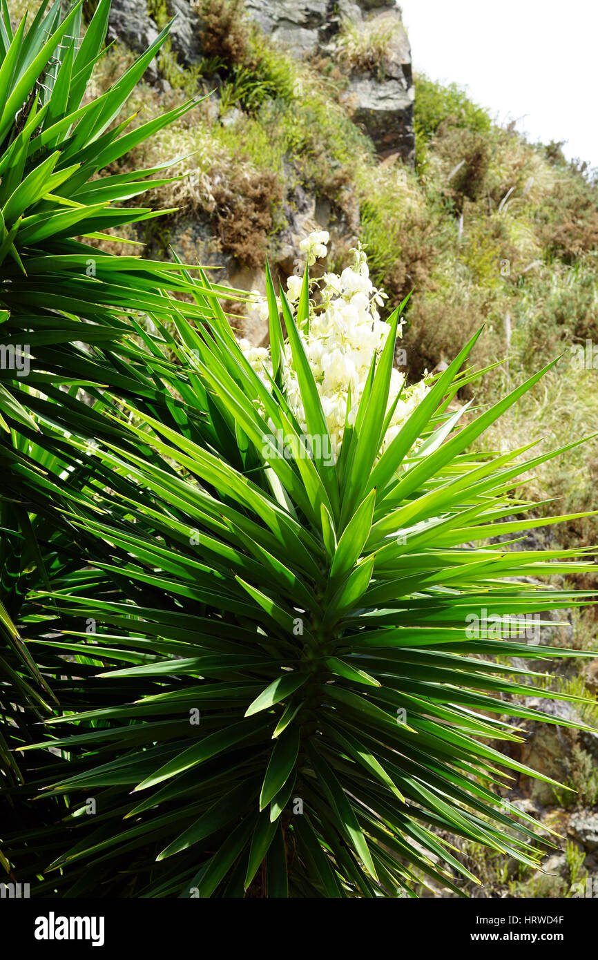 Yucca alberi con fiori che sbocciano in crescita nel Whangarei cava in Nuova Zelanda Foto Stock