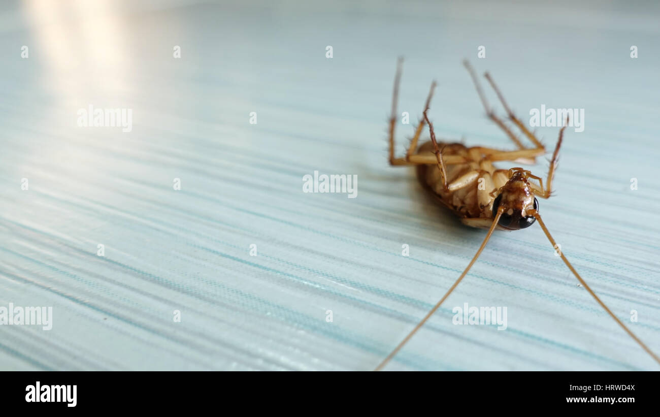 Scarafaggio morto sul pavimento dopo essere stato colpito da pesticidi Foto Stock