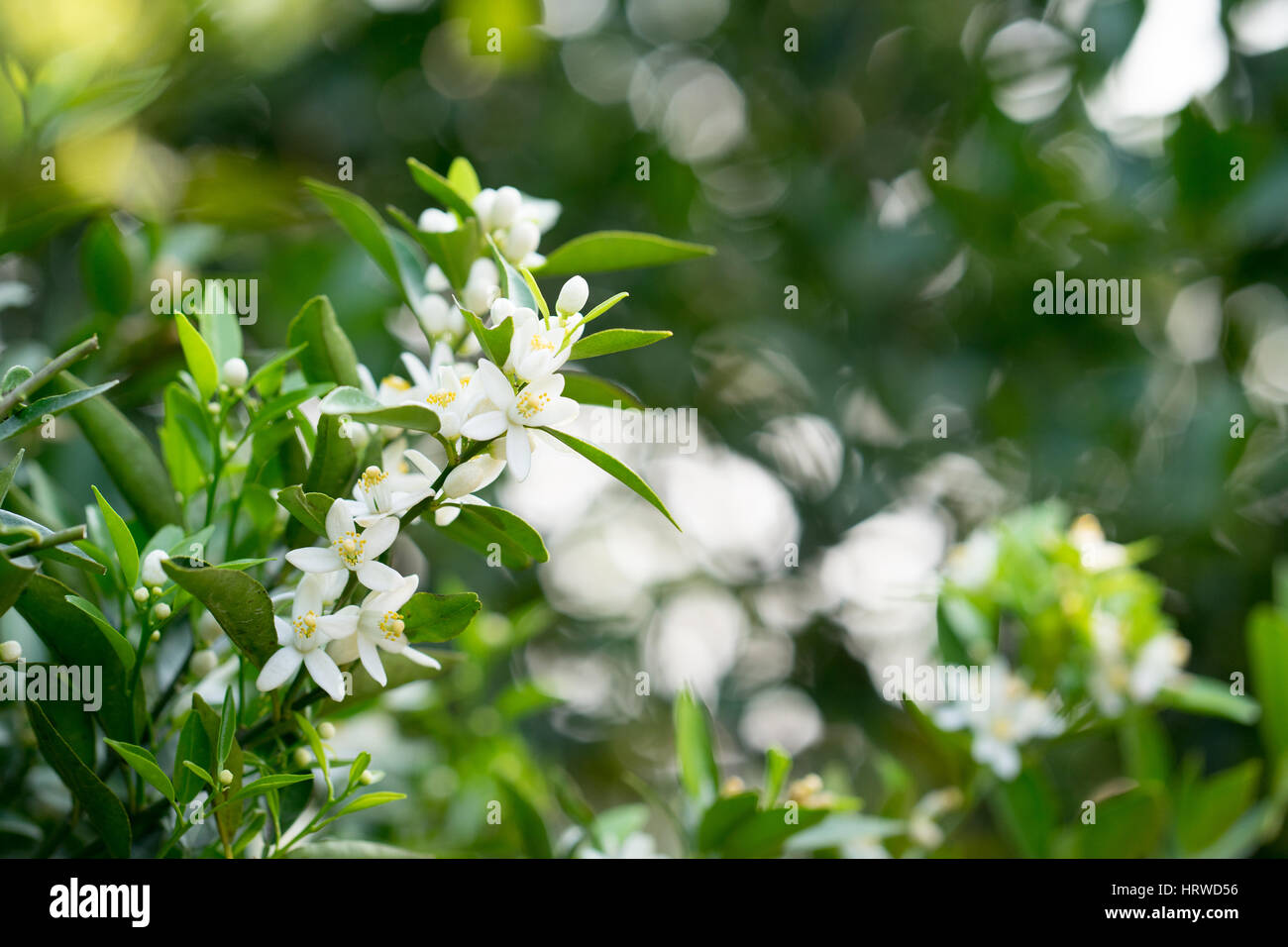 Fiore bianco fiori su un arancio Foto Stock