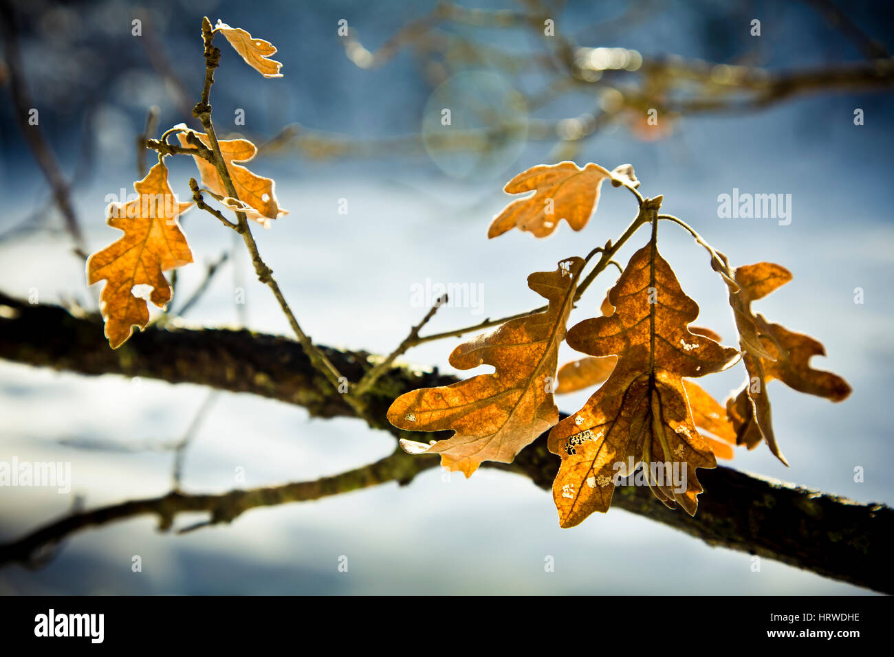 Albero di quercia le foglie in autunno. Foto Stock