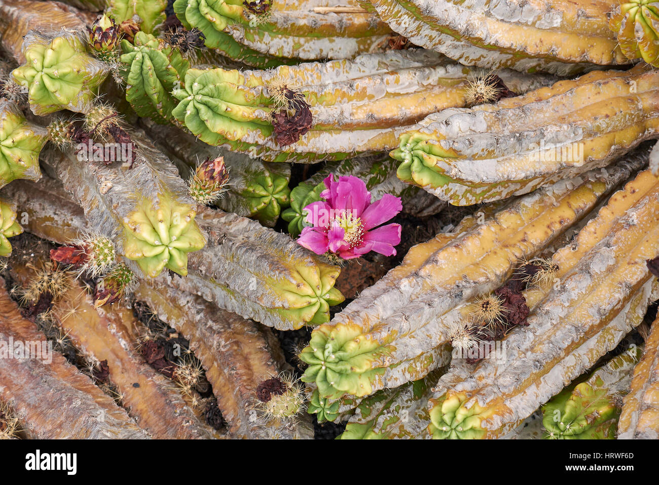 Echinocereus pentalophus close up Foto Stock