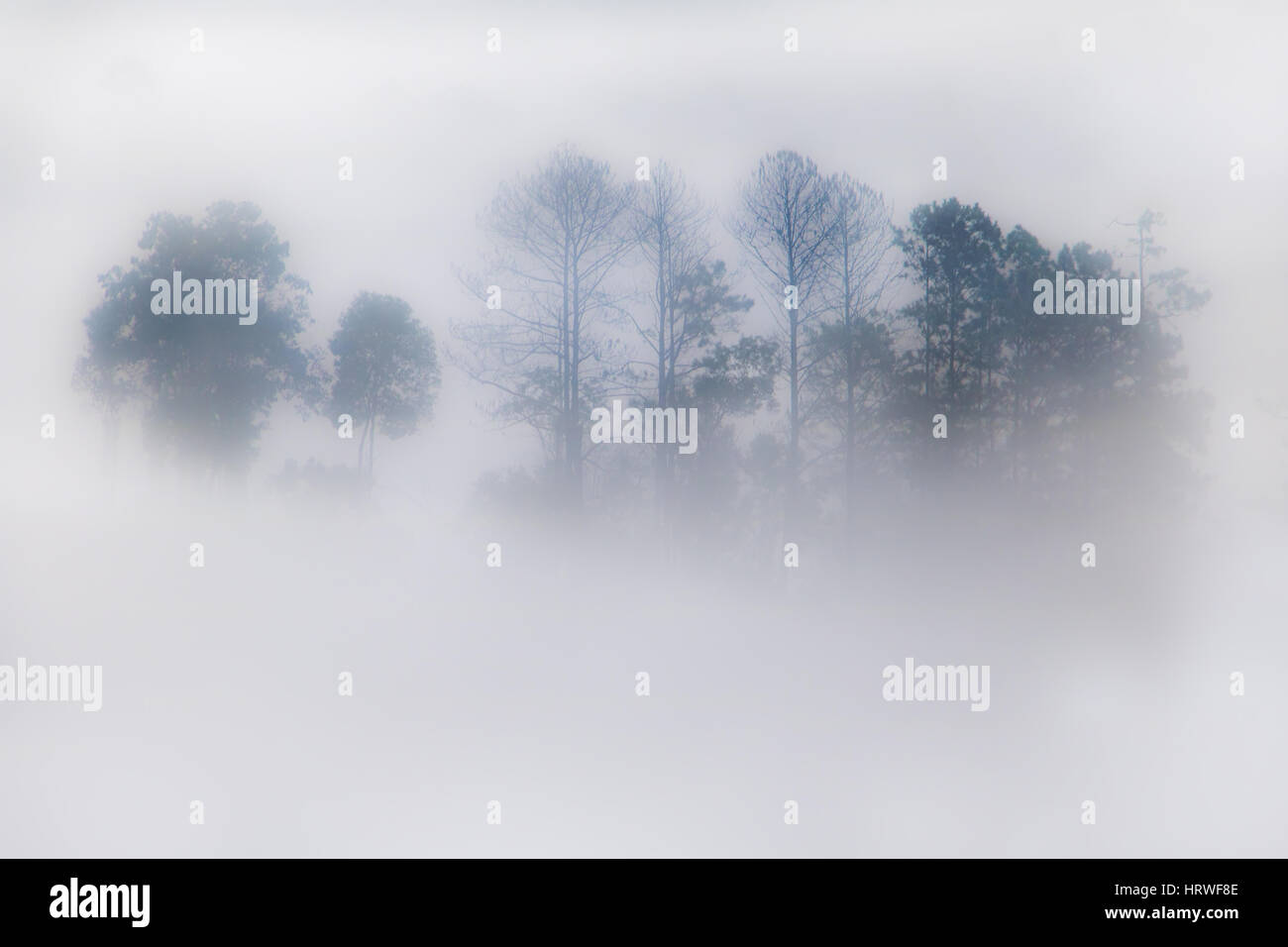 Contorni di alberi nella nebbia lo spunto. Sillhouette di alberi nella nebbia nella foresta. Foto Stock