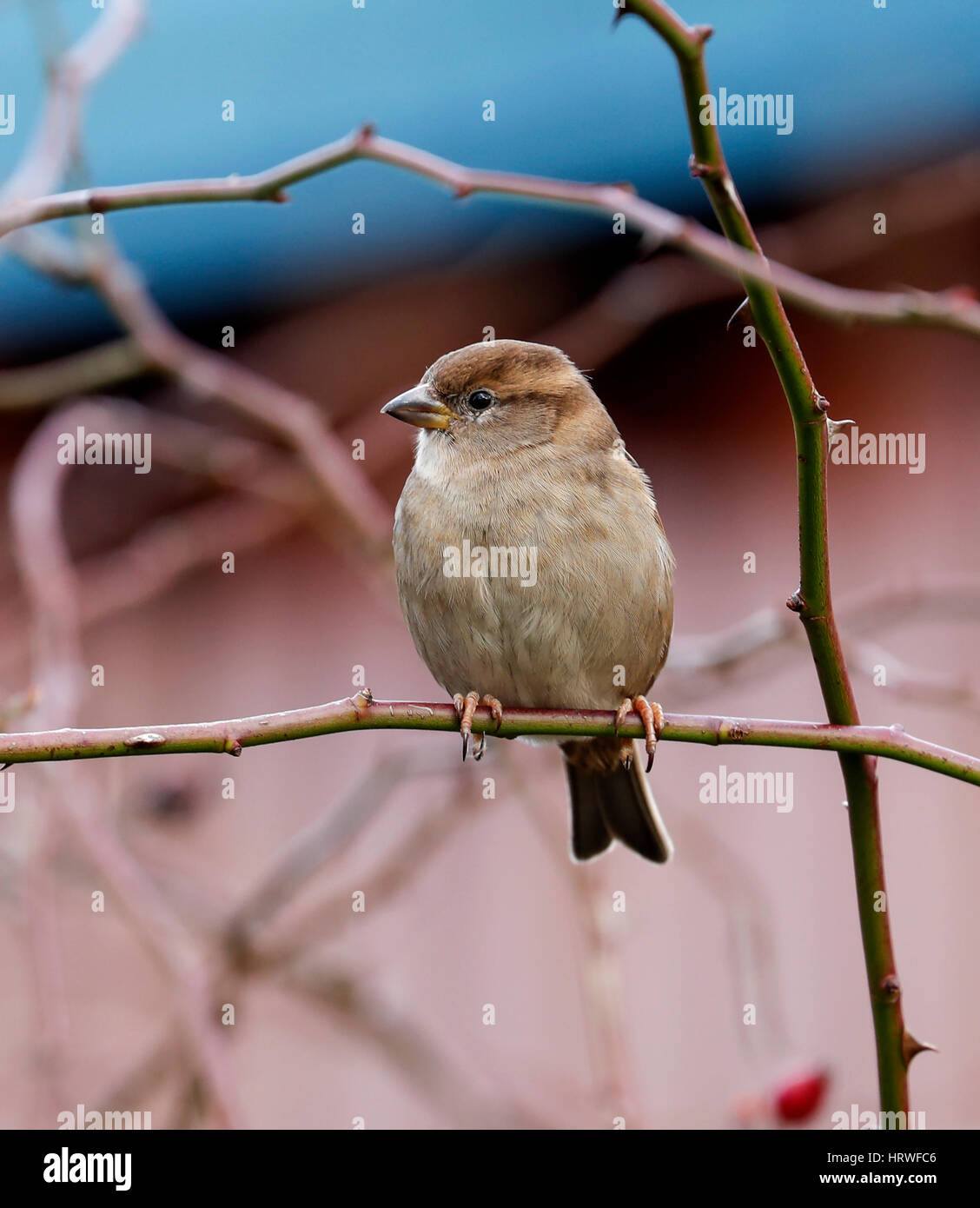 Casa passero appollaiato femmina Foto Stock