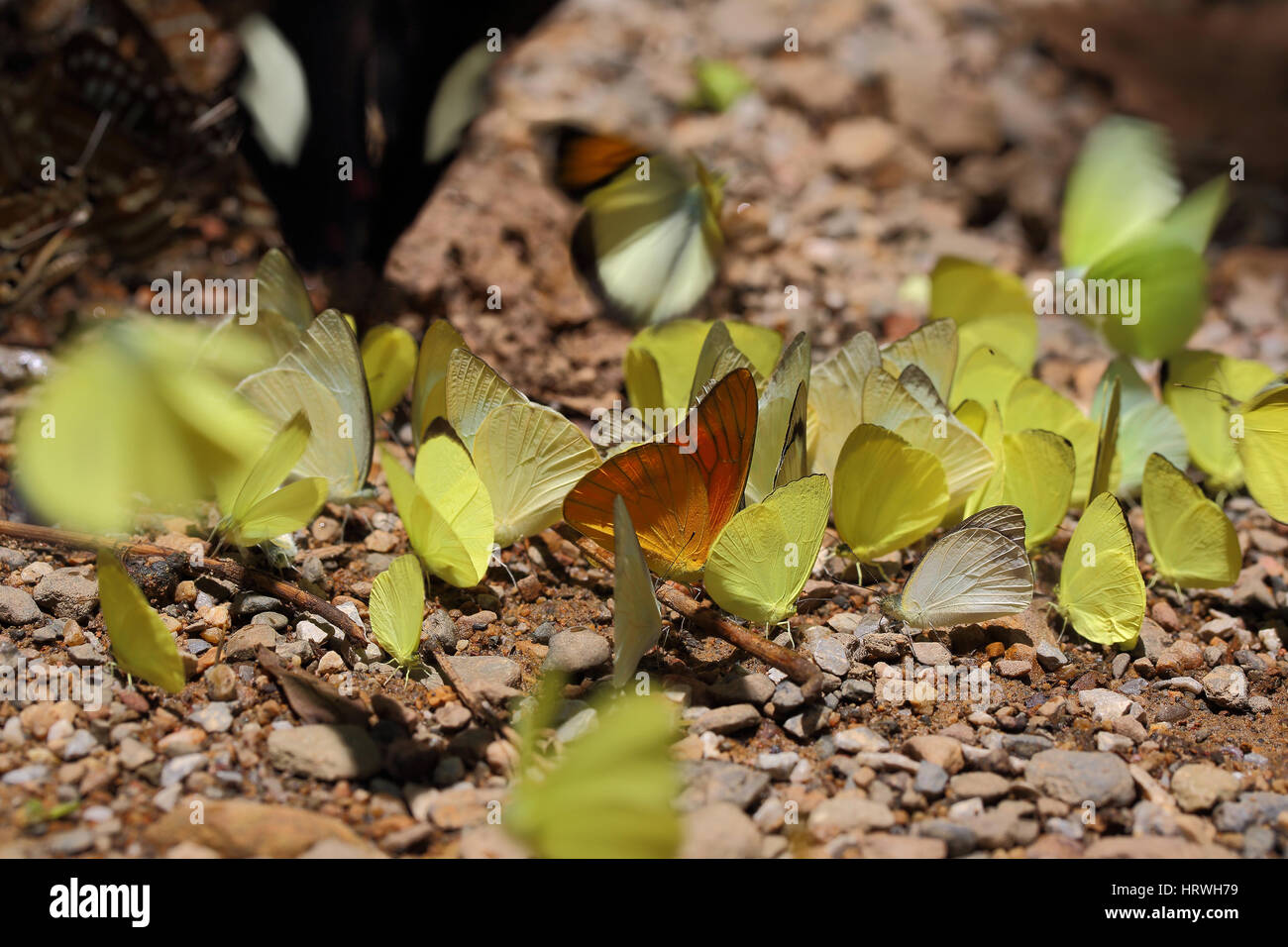 Messa a fuoco selettiva di giallo batterflys sulla natura astratta sfondo. Foto Stock