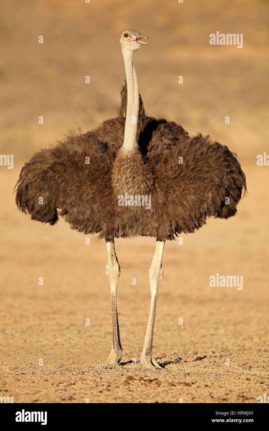 Femmina (struzzo Struthio camelus) in habitat naturale, deserto Kalahari, Sud Africa Foto Stock