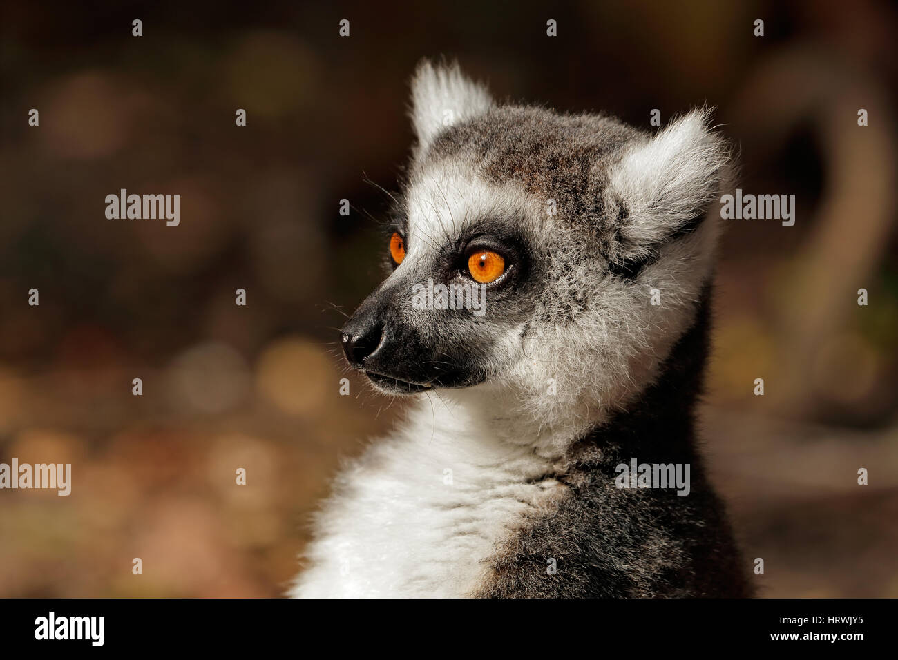 Ritratto di un anello-tailed lemur (Lemur catta), Madagascar Foto Stock