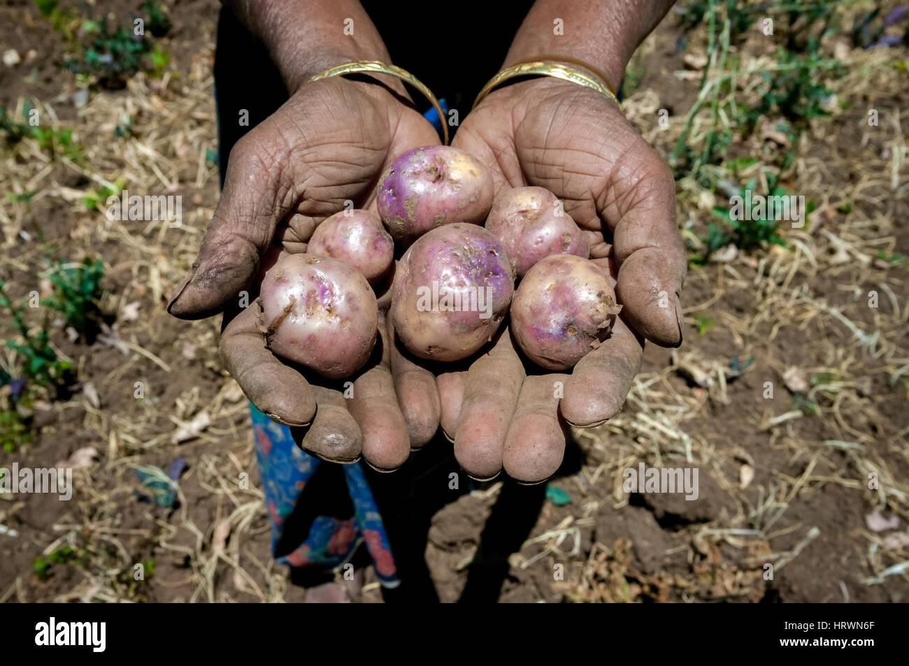 Una donna contadina che mostra le patate raccolte durante la stagione secca nel villaggio di Fatumnasi, Isola di Timor, Indonesia. Foto Stock