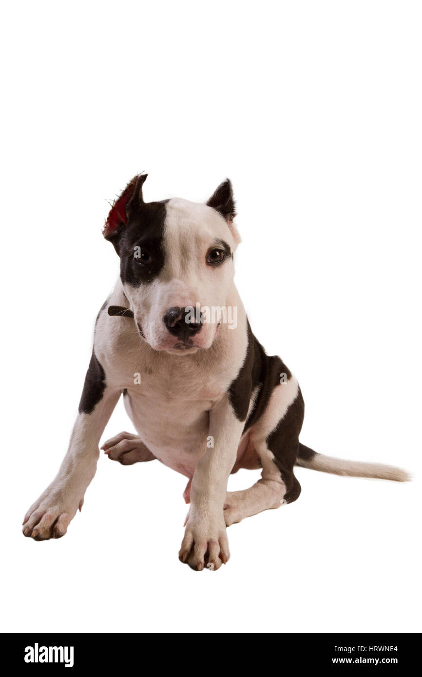 American Staffordshire terrier cane Staffordshire bull terrier seduto davanti a uno sfondo bianco Foto Stock