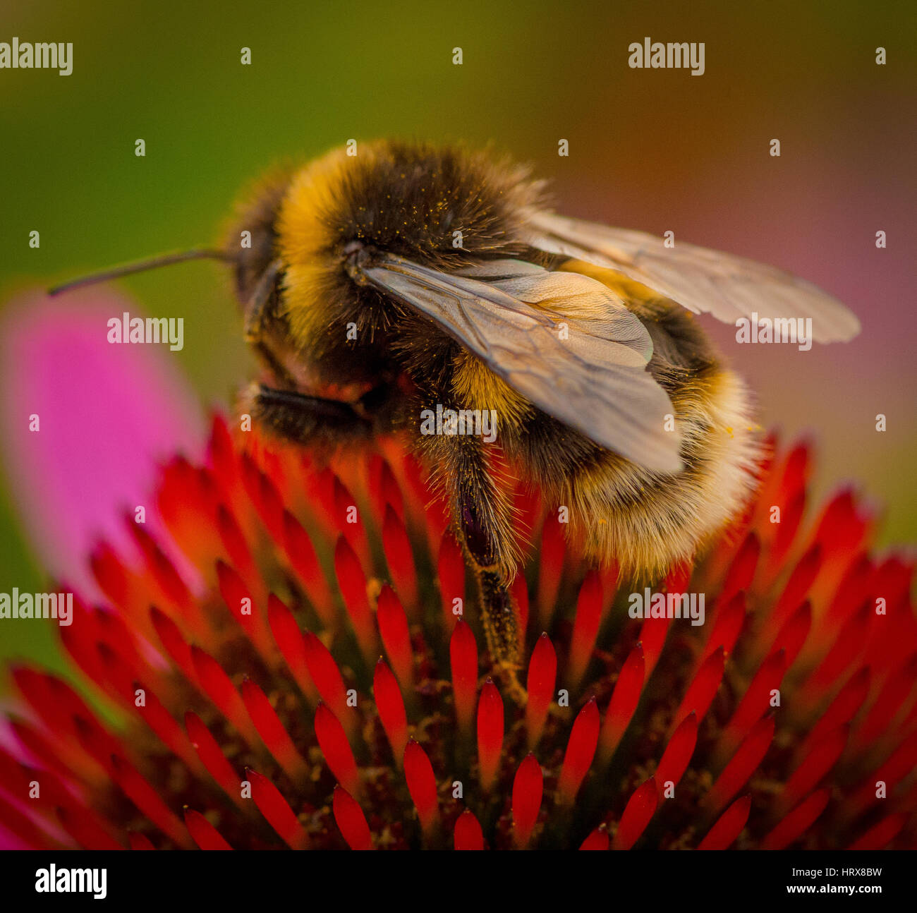 Bumble Bee per raccogliere il polline dal fiore giardino Foto Stock
