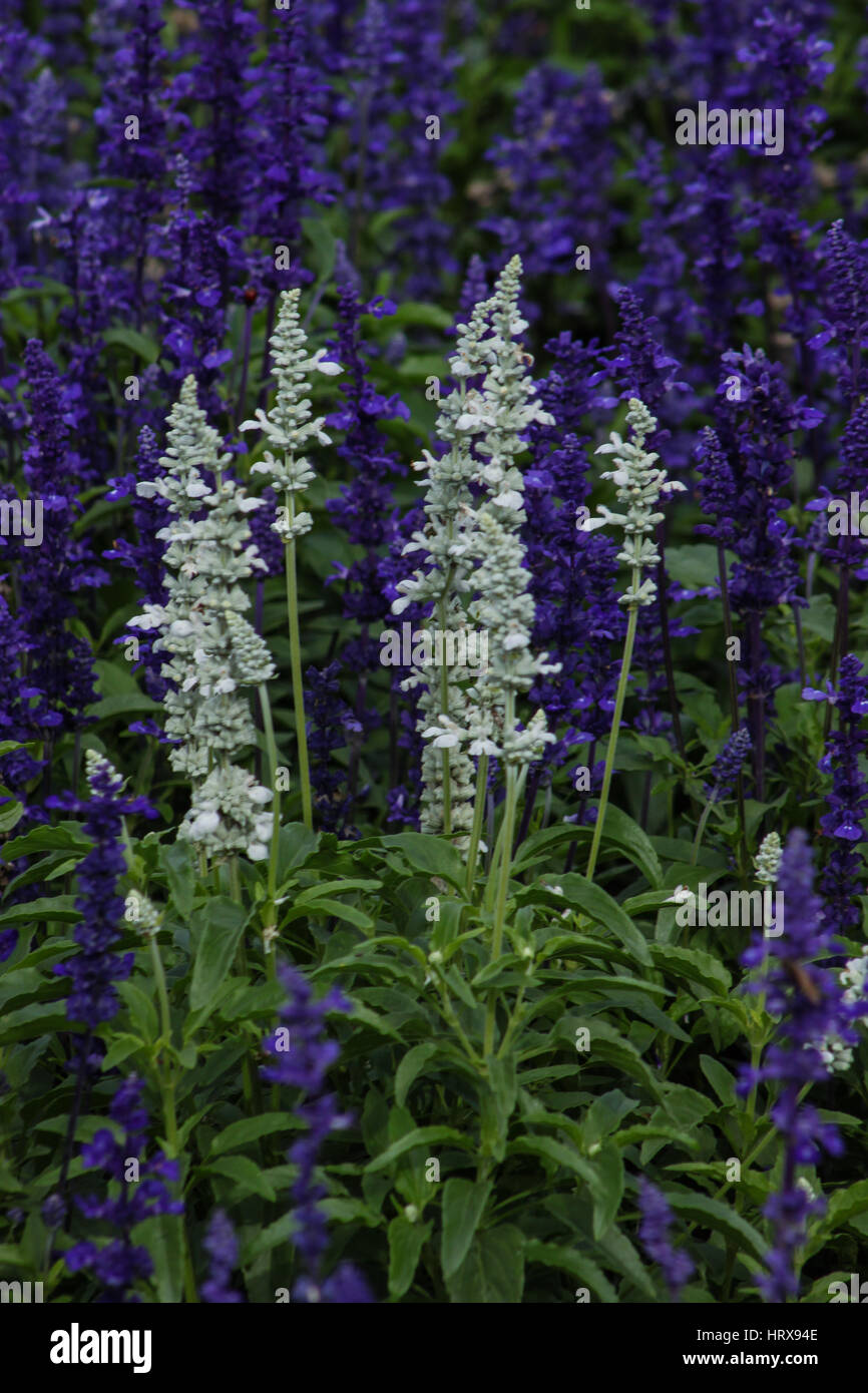 Evidenziare : Lavandula angustifolia (lavanda più comunemente vero lavanda o inglese lavanda) fotografato nei giardini di Brasilia - Brasile. Foto Stock