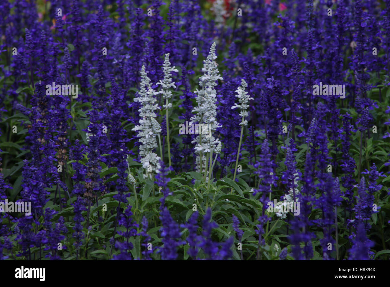 Evidenziare : Lavandula angustifolia (lavanda più comunemente vero lavanda o inglese lavanda) fotografato nei giardini di Brasilia - Brasile. Foto Stock