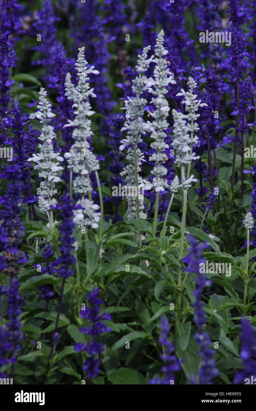 Evidenziare : Lavandula angustifolia (lavanda più comunemente vero lavanda o inglese lavanda) fotografato nei giardini di Brasilia - Brasile. Foto Stock