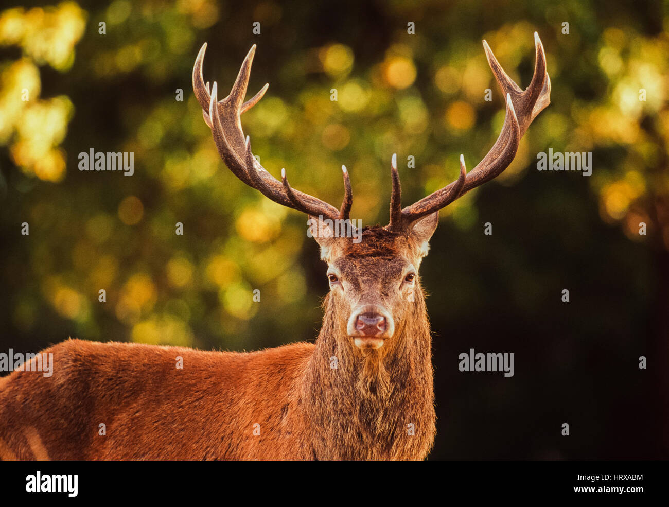 Red Deer stag,(Cervus elaphus), Richmond Park, Londra, Regno Unito, in autunno. Foto Stock