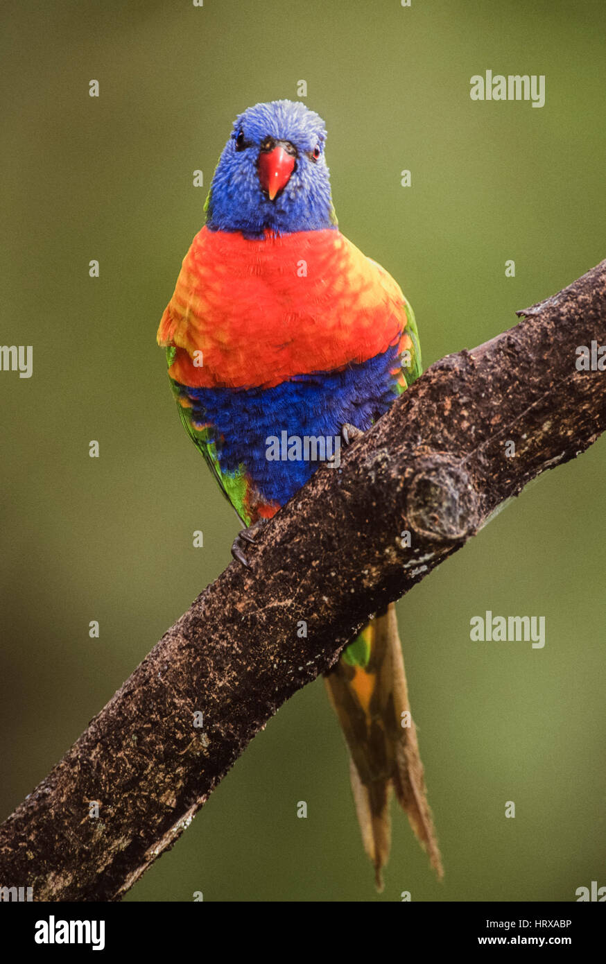 Rainbow Lorikeet, (Trichoglossus moluccanus), Nuovo Galles del Sud, Australia Foto Stock