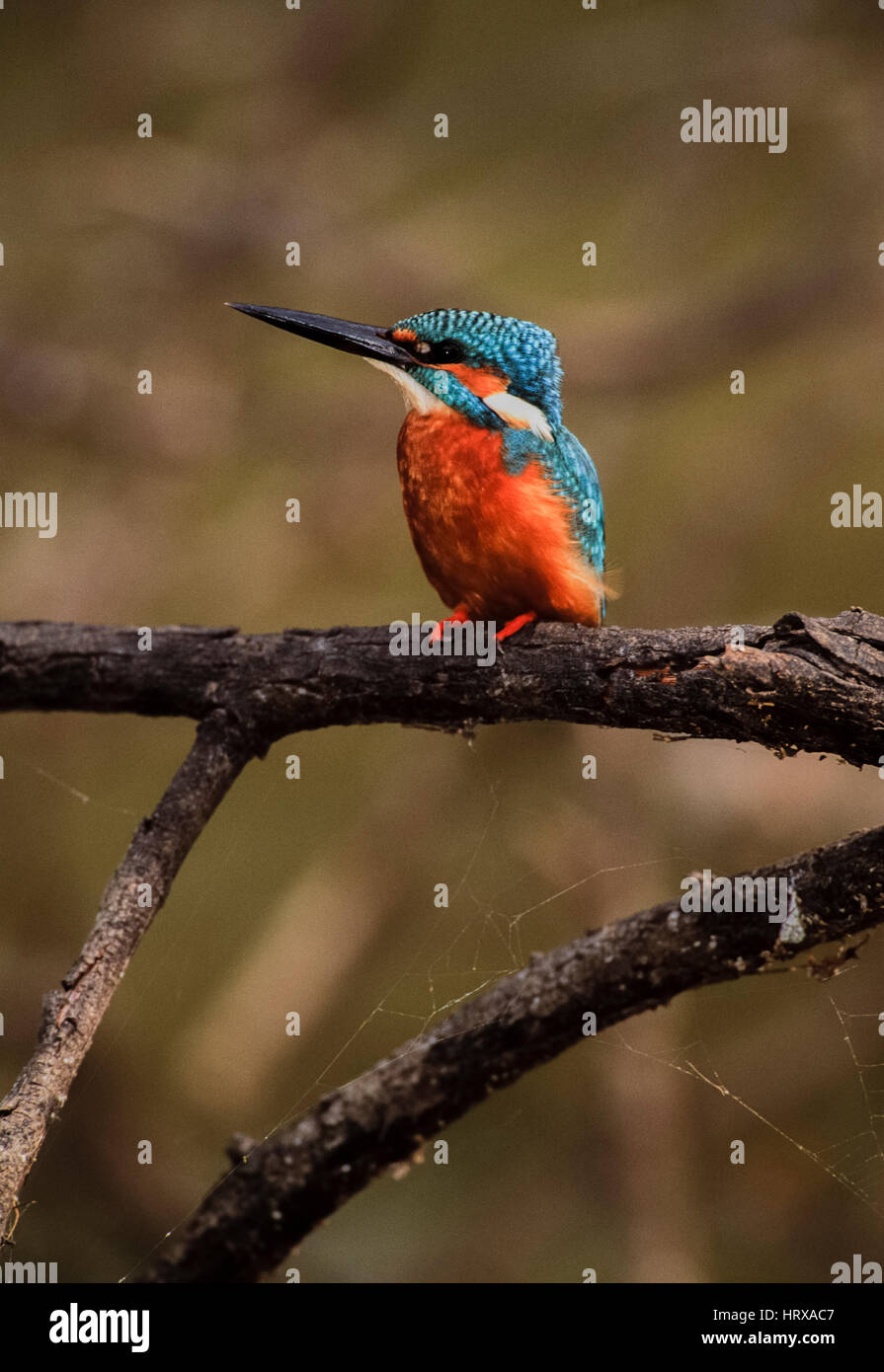 Comune, kingfisher (Alcedo atthis), appollaiato sul ramo, Keoladeo Ghana National Park, Bharatpur Rajasthan, India Foto Stock