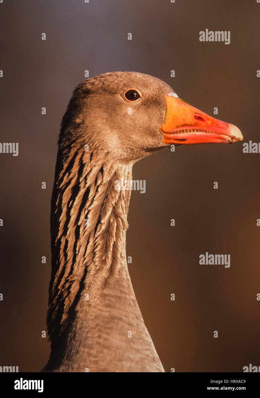 Oca Graylag, (Anser anser), di Keoladeo Ghana National Park, Bharatpur Rajasthan, India Foto Stock