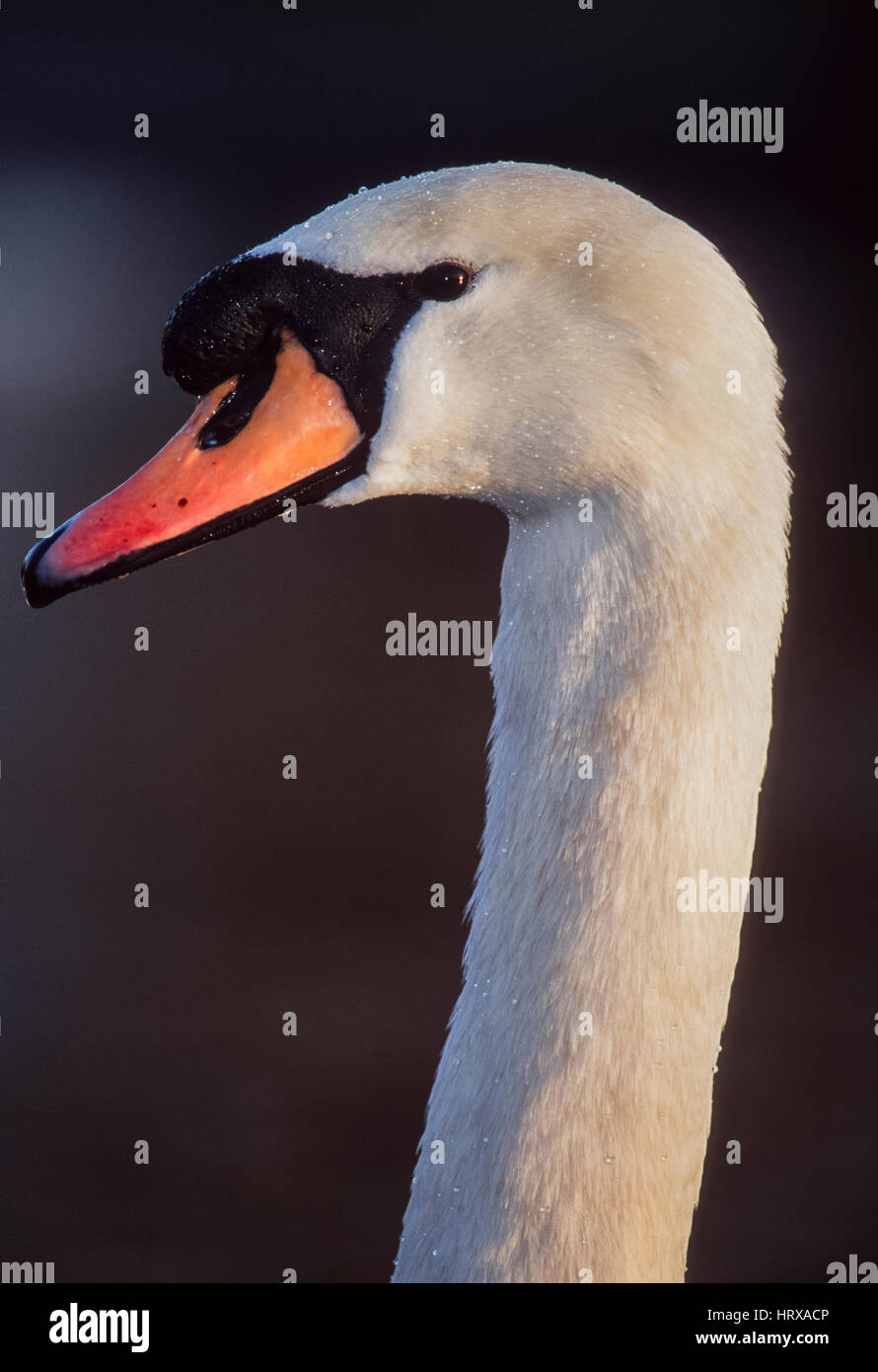 Cigno, (Cygnus olor), uccello maschio, Regents Park, London, Regno Unito Foto Stock