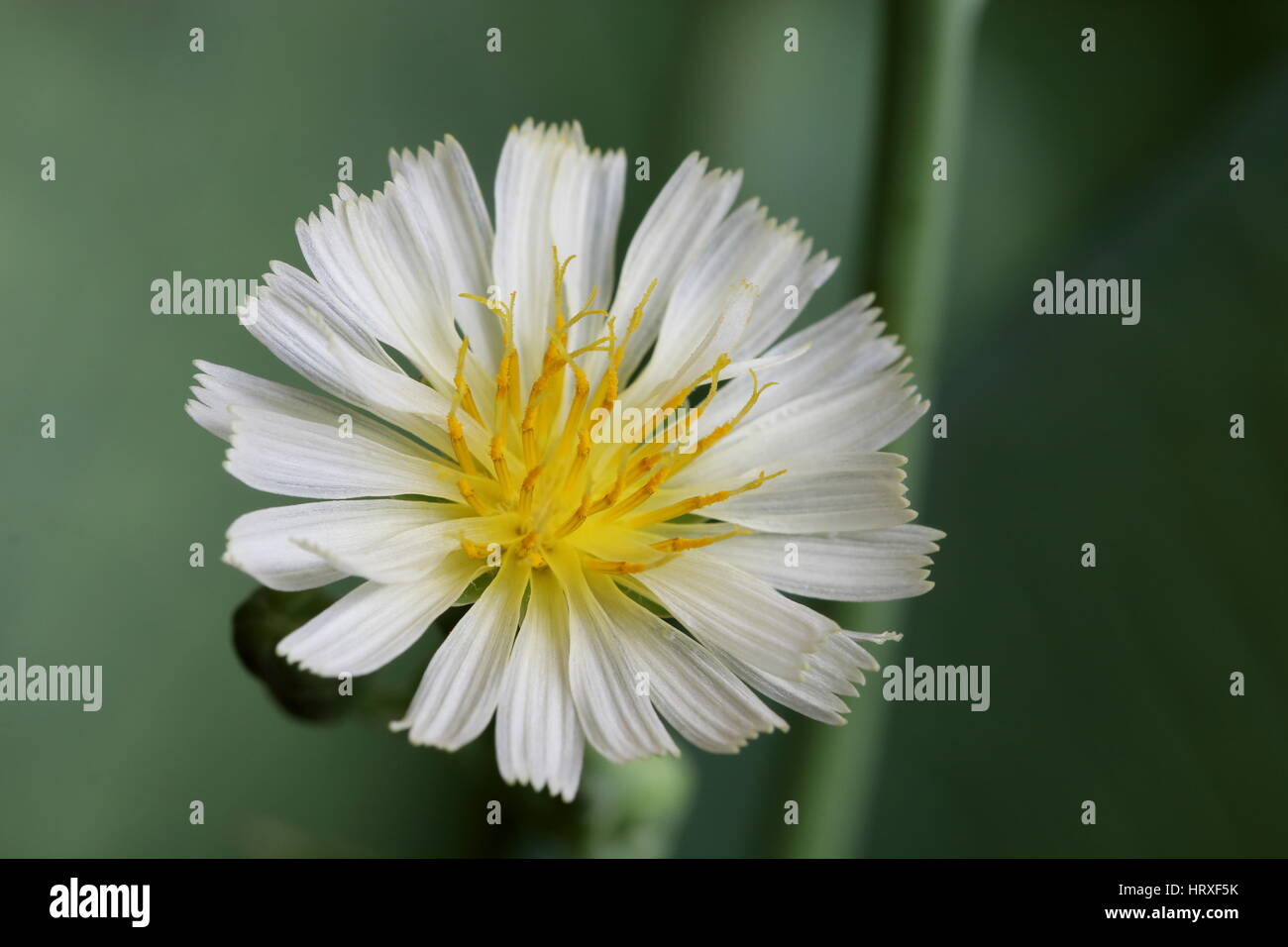 Fiore della lattuga indiano o Lactuca indica, una piacevole degustazione di ortaggi in foglia. Foto Stock