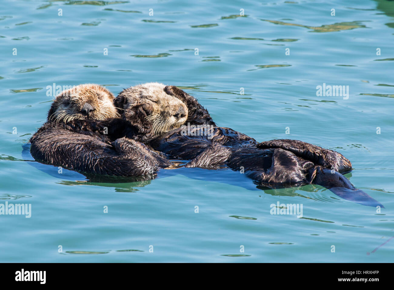 Wild le lontre marine (Enhydra lultras) rilassante nel porto di Morro Bay in California Central Coast Foto Stock