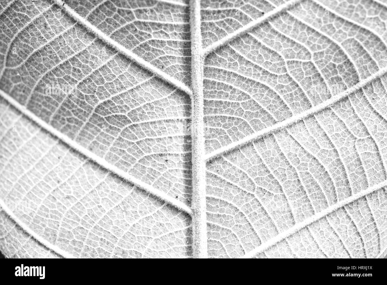 Foglia secca dello sfondo. Foglie di giallo pattern. Foto Stock