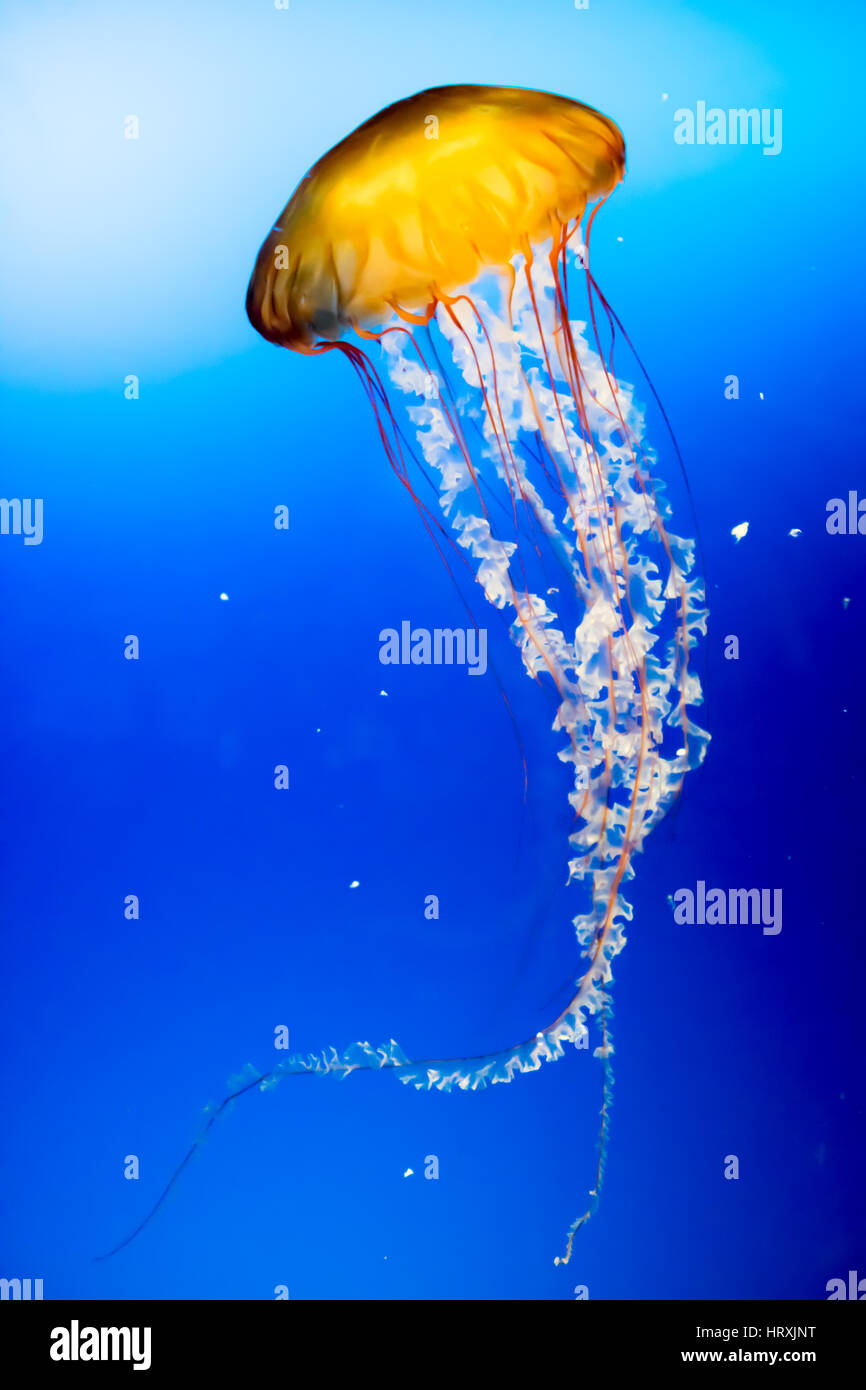 Giallo meduse nel mare. Foto Stock