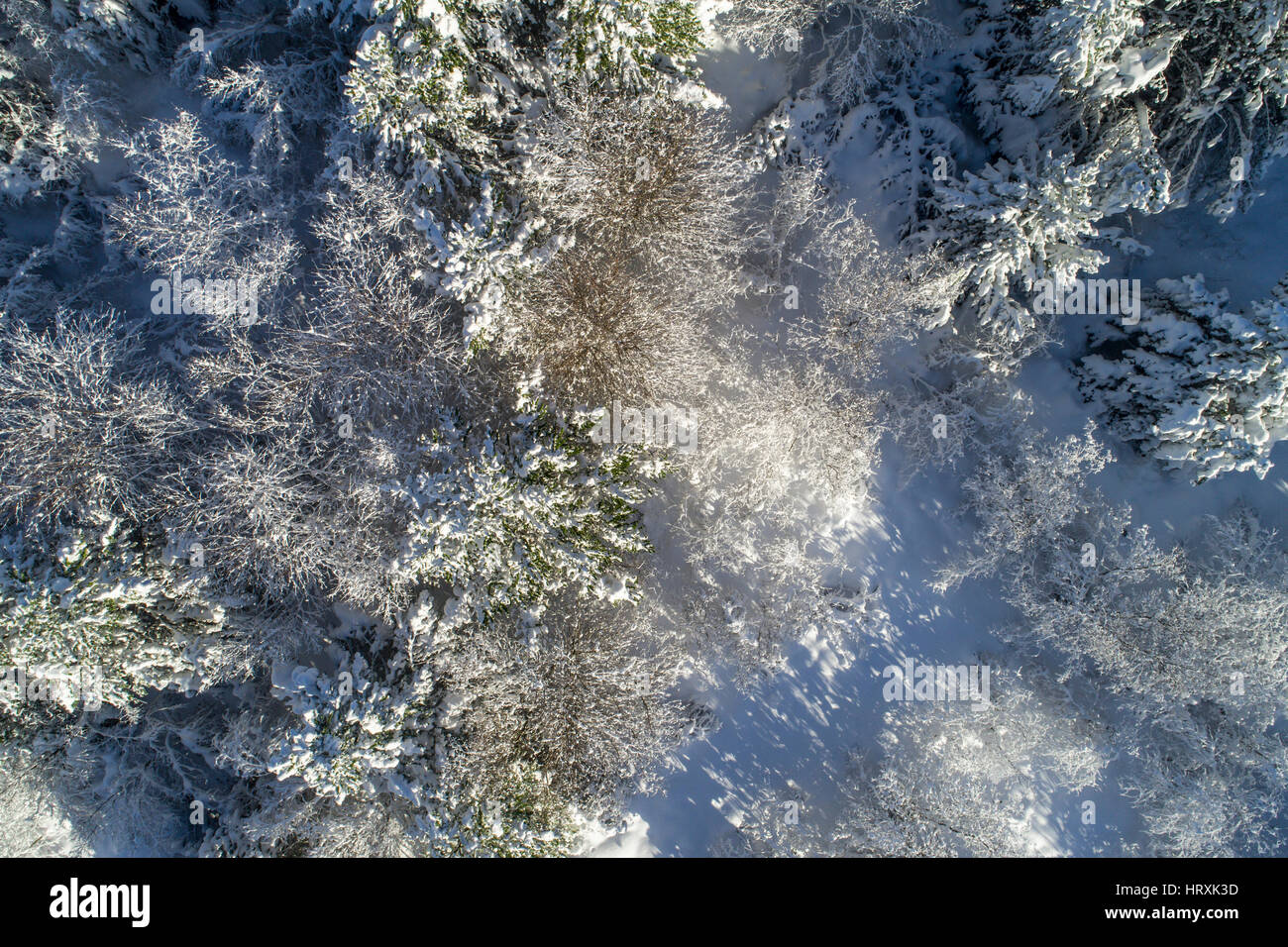 Immagine aerea di una coperta di neve forest Foto Stock