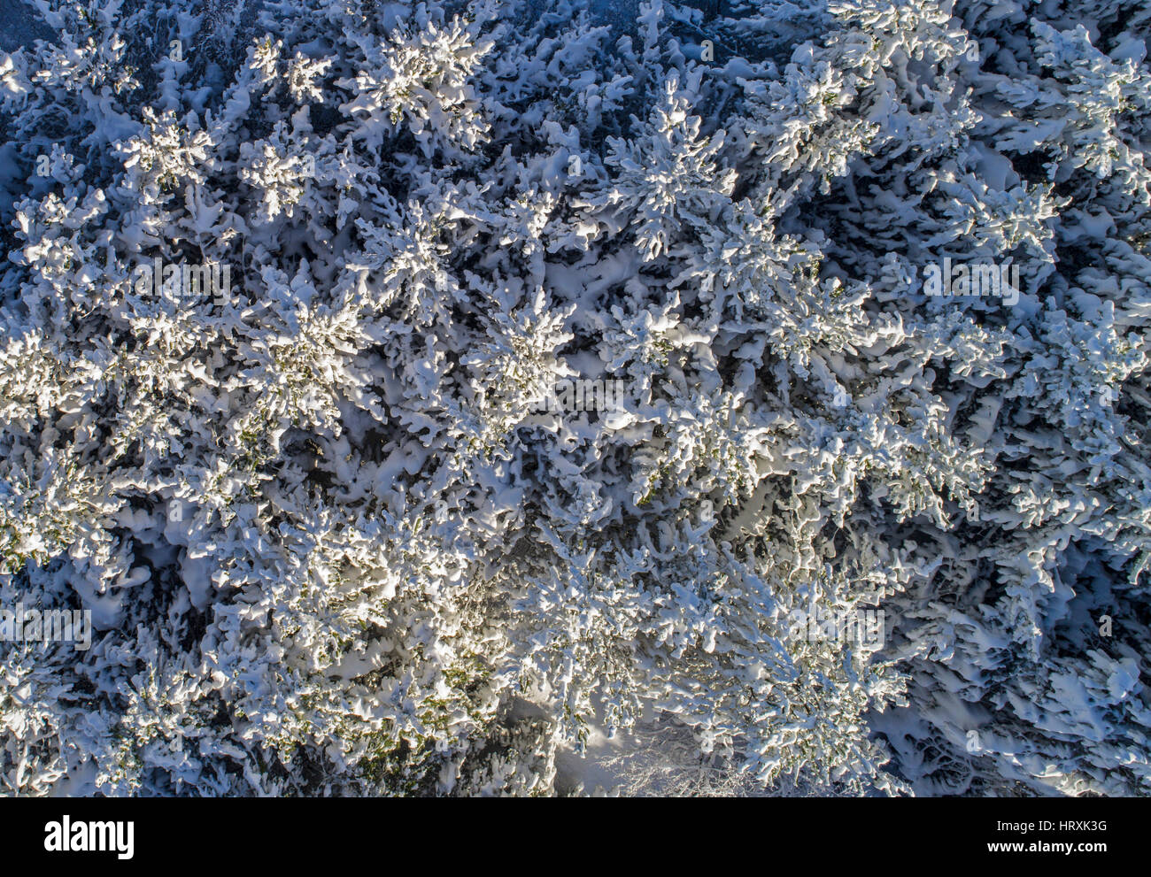 Immagine aerea di neve coperto da alberi di pino Foto Stock