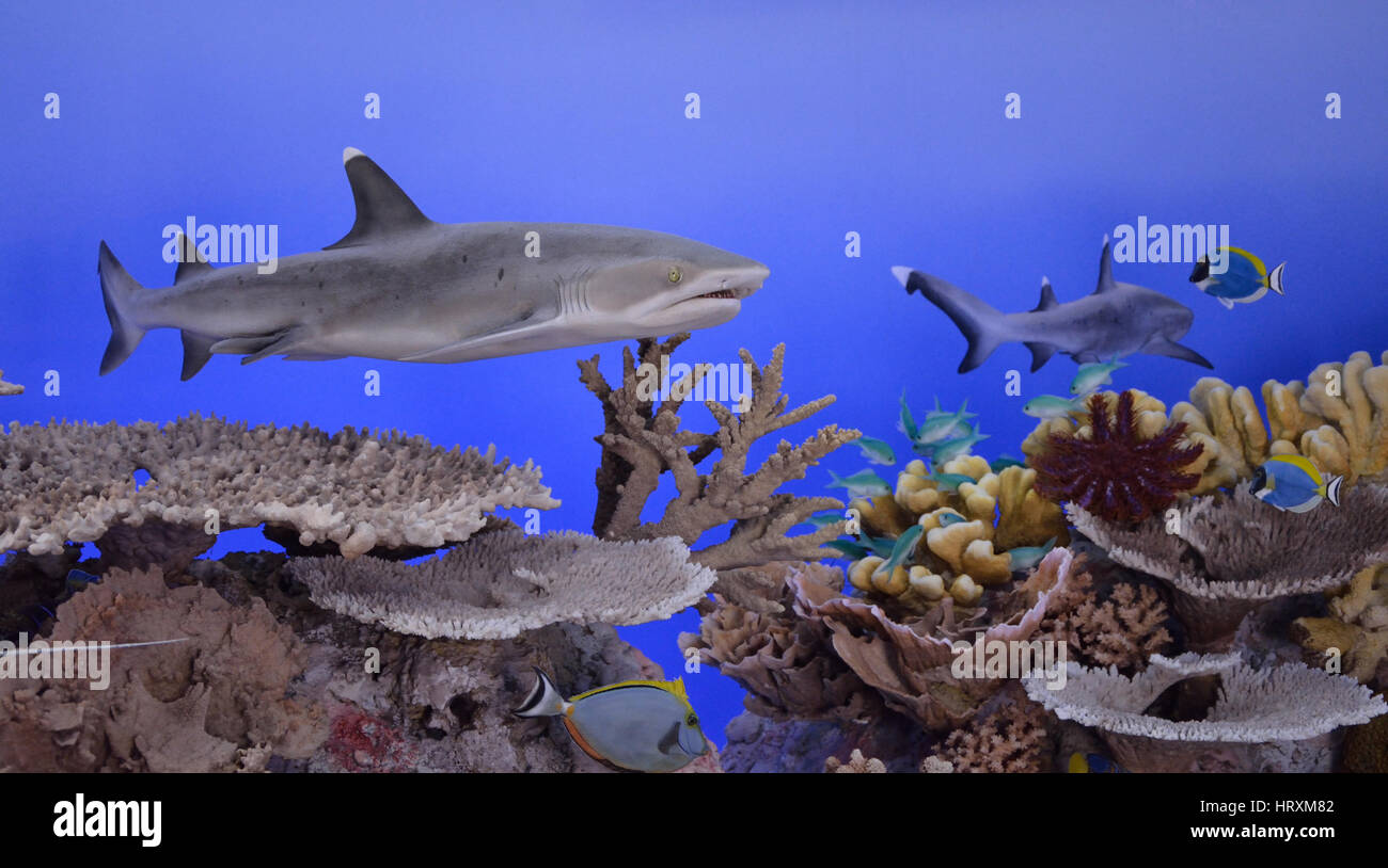 Il Lo squalo longimano (Carcharhinus longimanus), noto anche come Milbert marrone sabbia del bar shark, marrone squalo, nigano shark, oceanic bianco-ribaltato Foto Stock