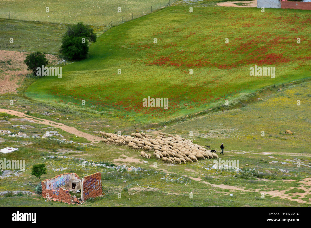 Pastore con il gregge di pecore a Consuegra, provincia di Toledo, Castilla la Mancha, in Spagna Foto Stock Pastore con il gregge di pecore a Consuegra, provincia di Toledo, Castilla la Mancha, in Spagna Foto Stock