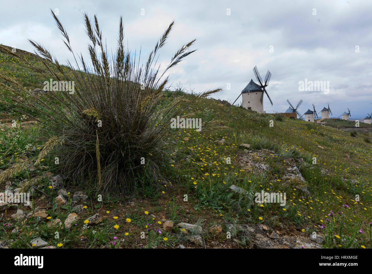 I famosi mulini di Consuegra, provincia di Toledo, Castilla la Mancha, in Spagna Foto Stock