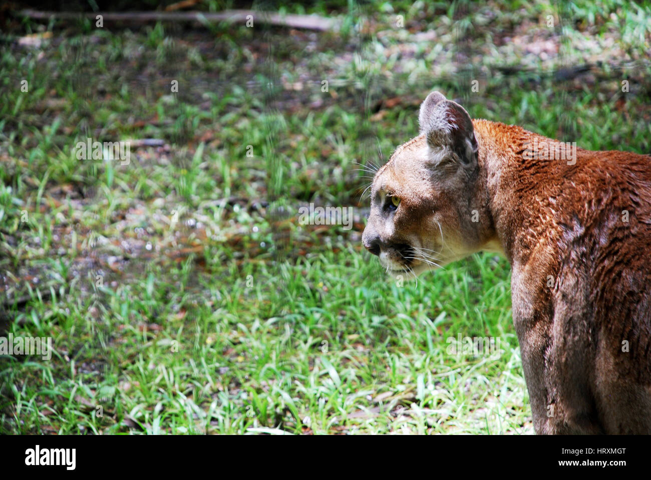 In via di estinzione Florida Panther, Babcock Ranch, FL Foto Stock