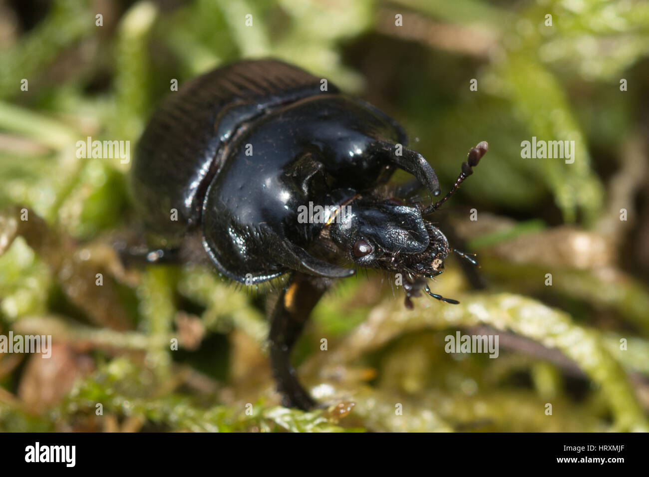 Close-up di minotauro beetle (Typhaeus typhoeus) su moss Foto Stock