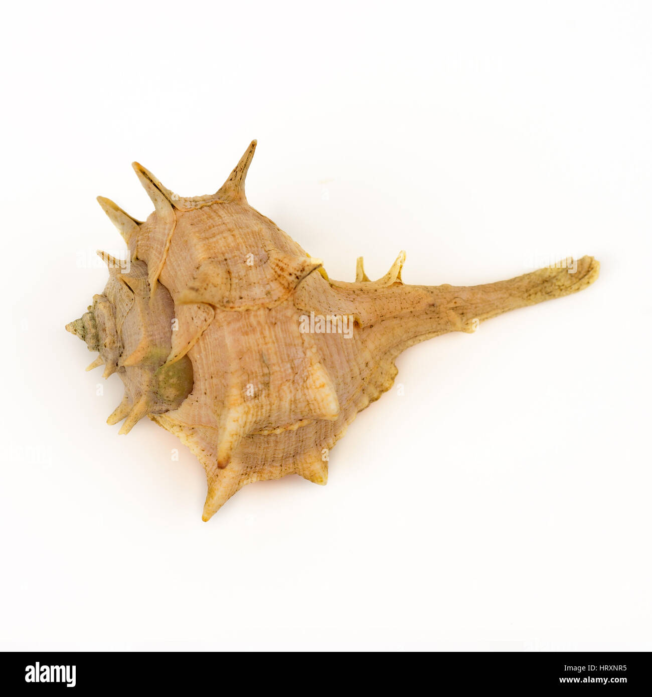 Conchiglia di mare su sfondo bianco Foto Stock