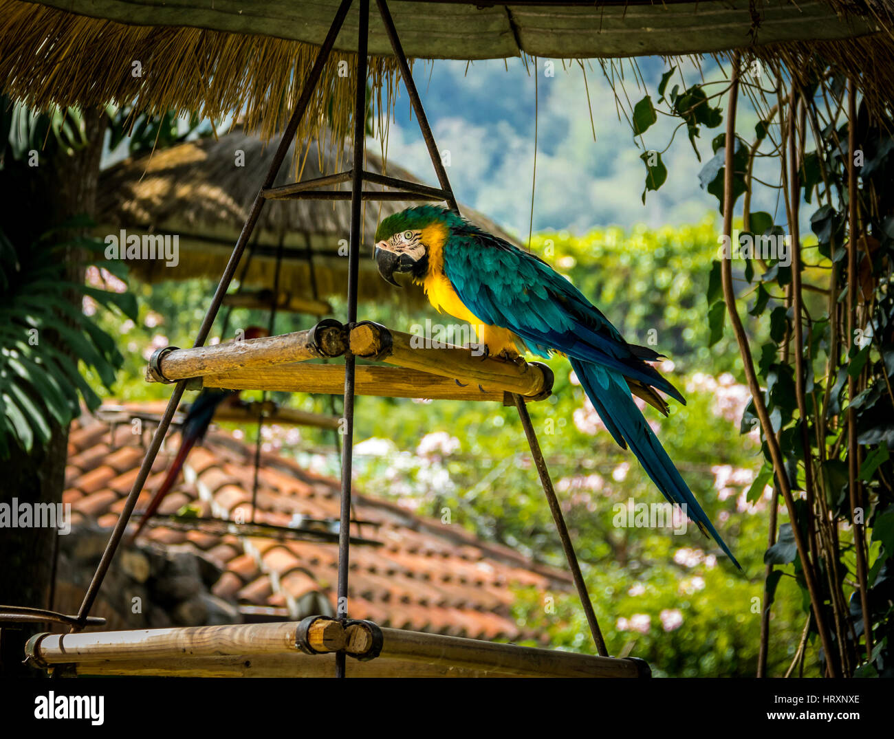 Coppia di scarlet e blu-giallo macaws Foto Stock