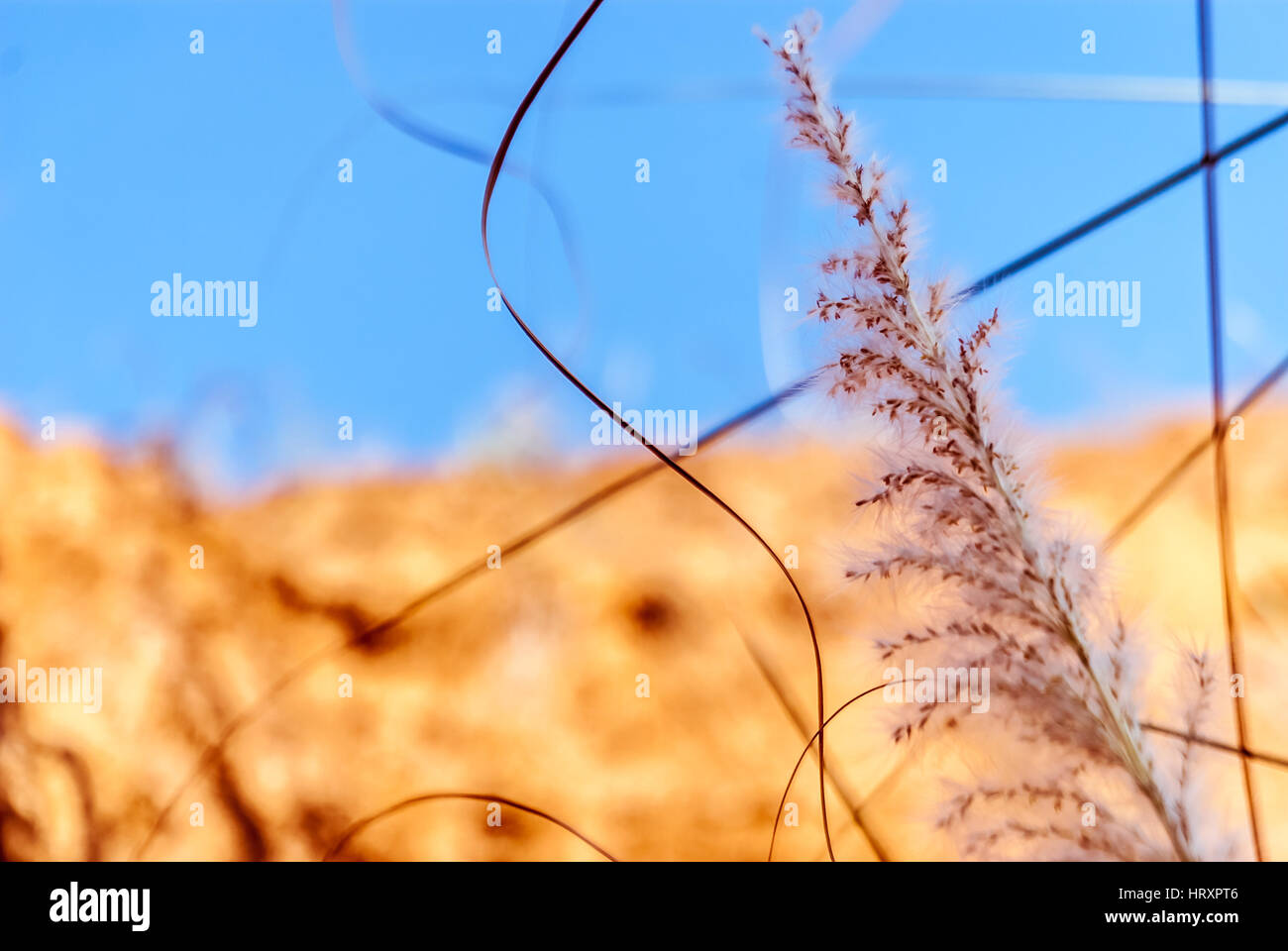 Sorghastrum indiano piante di erba Foto Stock