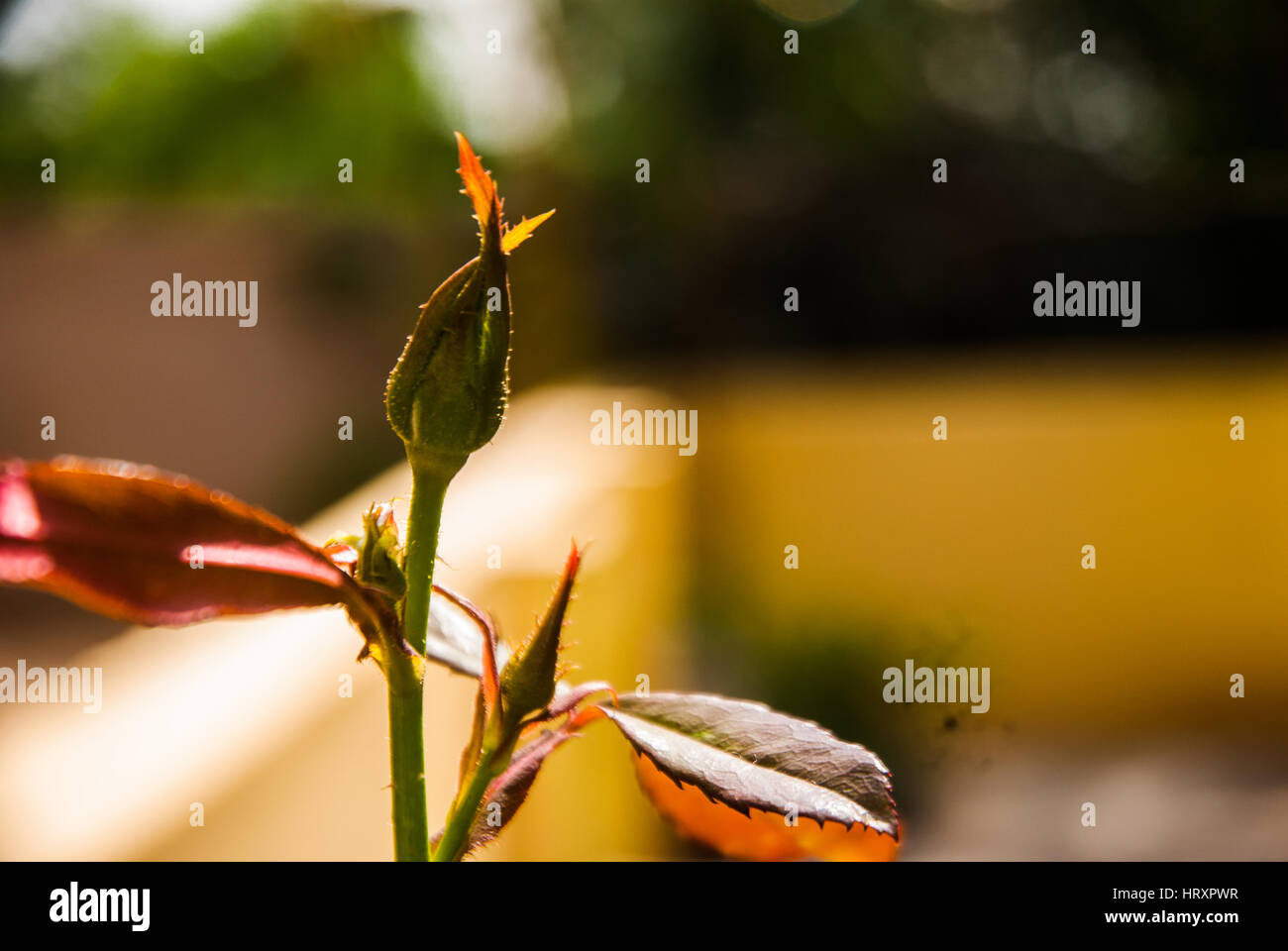 pianta di rosa Foto Stock