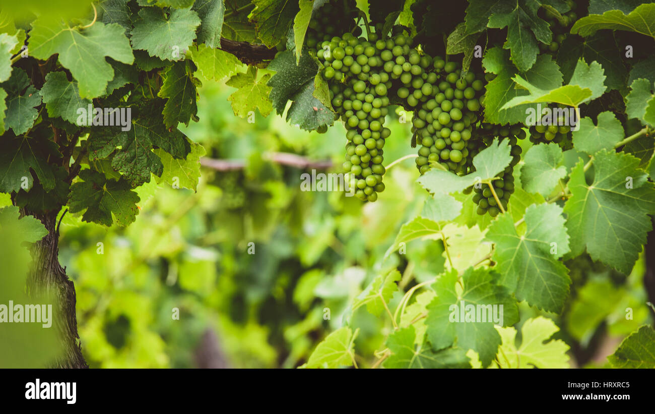 I vitigni crescono nella Hunter Valley Foto Stock